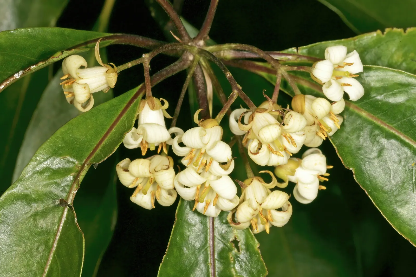 Victorian Box (Pittosporum Undulatum) — adding a classic aesthetic suitable for formal and informal garden compositions, image 39