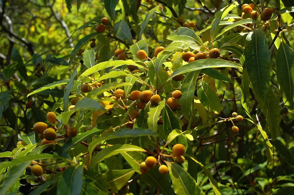 Victorian Box (Pittosporum Undulatum) — Its canopy is dense and rounded; suited for screens and hedges, it requires moderate water and well-drained, image 52