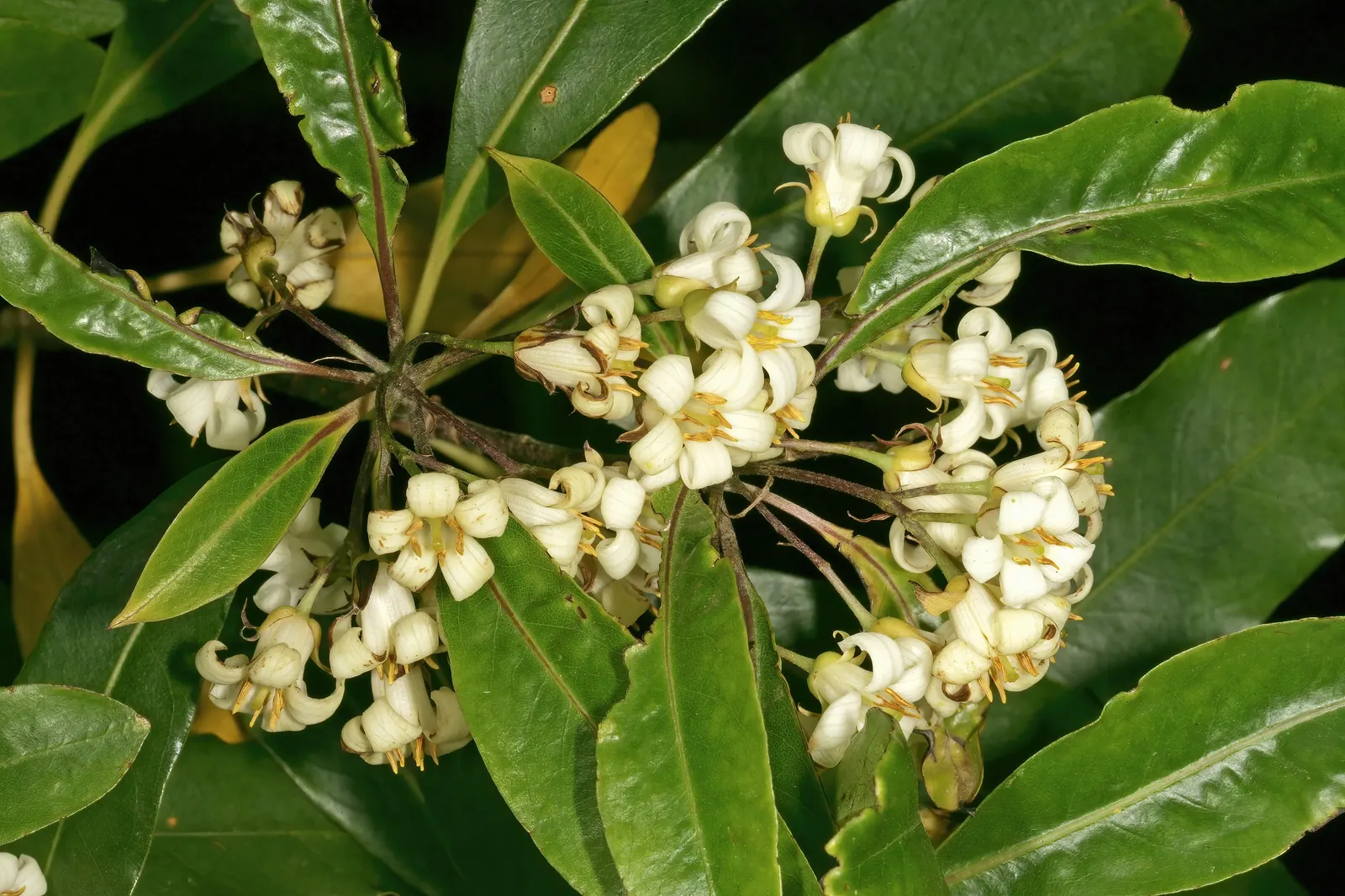 Victorian Box (Pittosporum Undulatum) — Note its potential invasiveness in favorable climates; wavy-edged leaves that measure 4 to 6 inches long