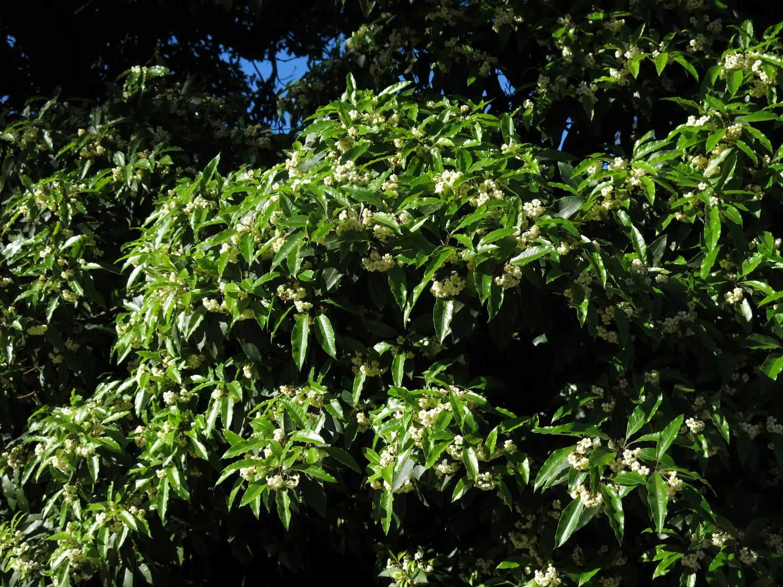 Victorian Box (Pittosporum Undulatum) — the Victorian Box can attain heights of 35 to 50 feet with a spread of 20 to 30 feet; wavy-edged leaves, image 50