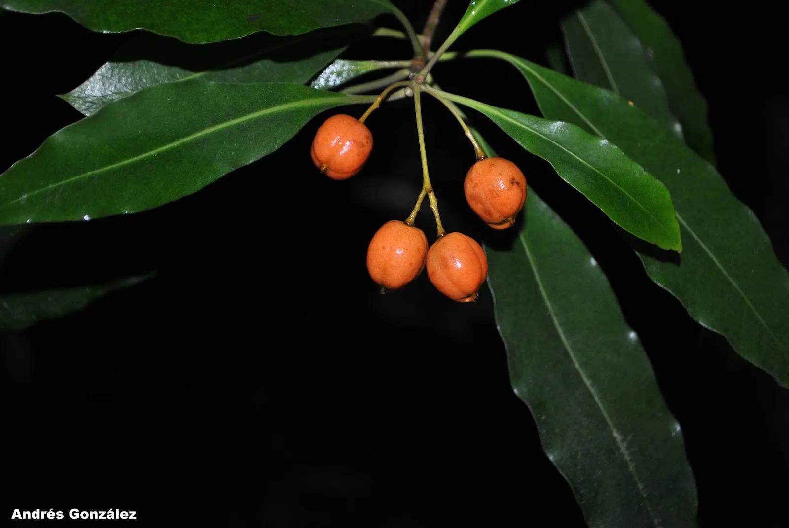 Victorian Box (Pittosporum Undulatum) — It's cherished for its glossy, wavy-edged leaves and aromatic, white spring flowers