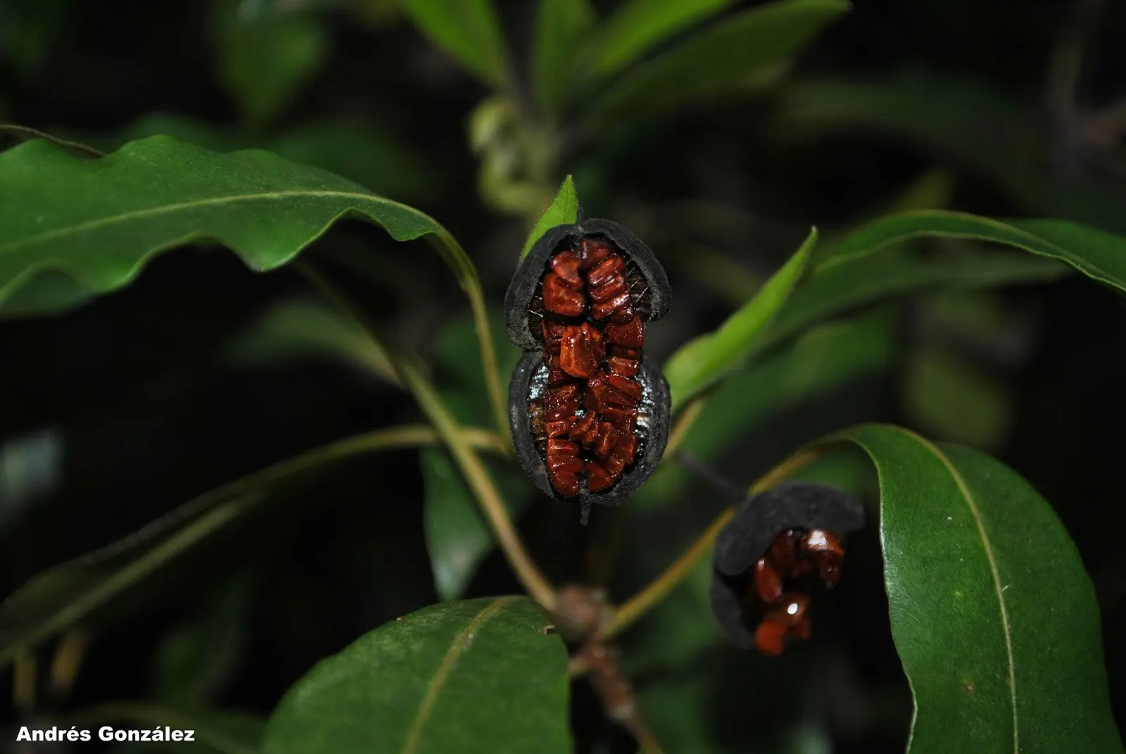 Victorian Box (Pittosporum Undulatum) — is an evergreen tree reaching heights of 10-36 feet with a spread of 8-12 feet; suited for screens and, image 64