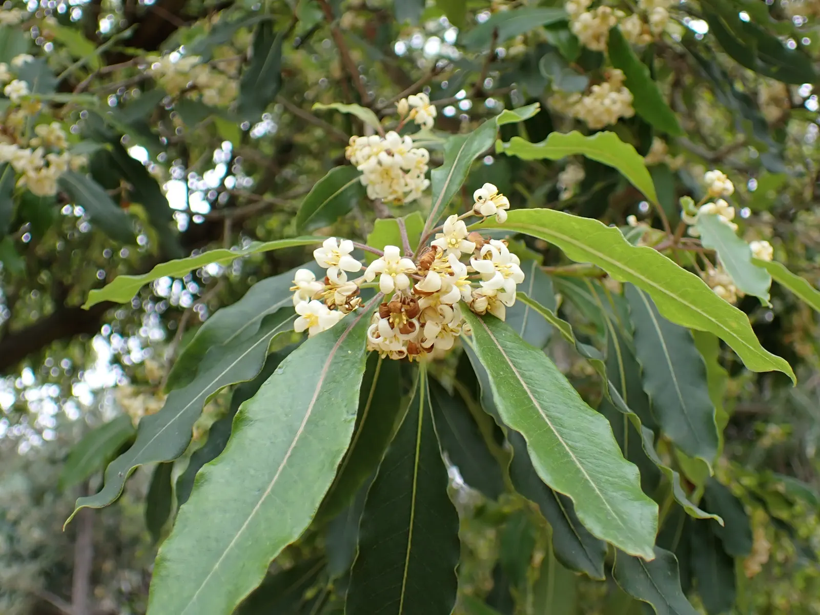 Victorian Box (Pittosporum Undulatum) — This plant thrives in USDA zones 9-11, preferring full sun to partial shade; adding a classic aesthetic suitable for