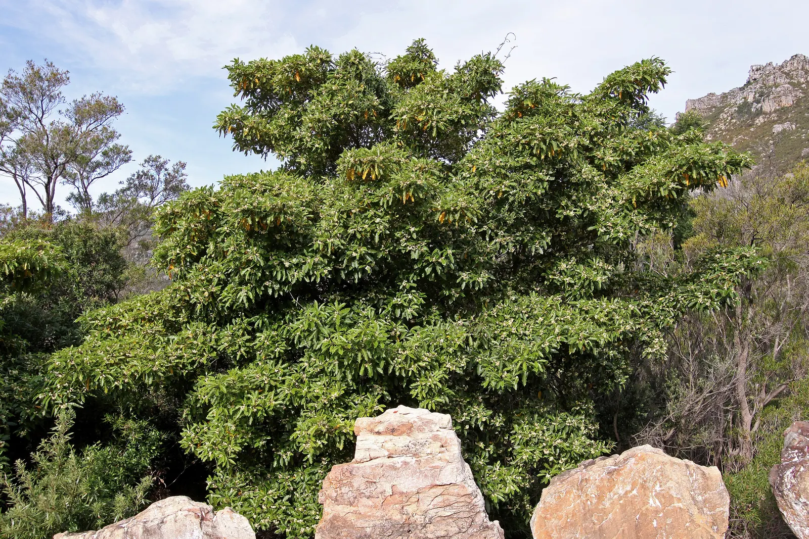 Victorian Box (Pittosporum Undulatum) — adding a classic aesthetic suitable for formal and informal garden compositions, image 60