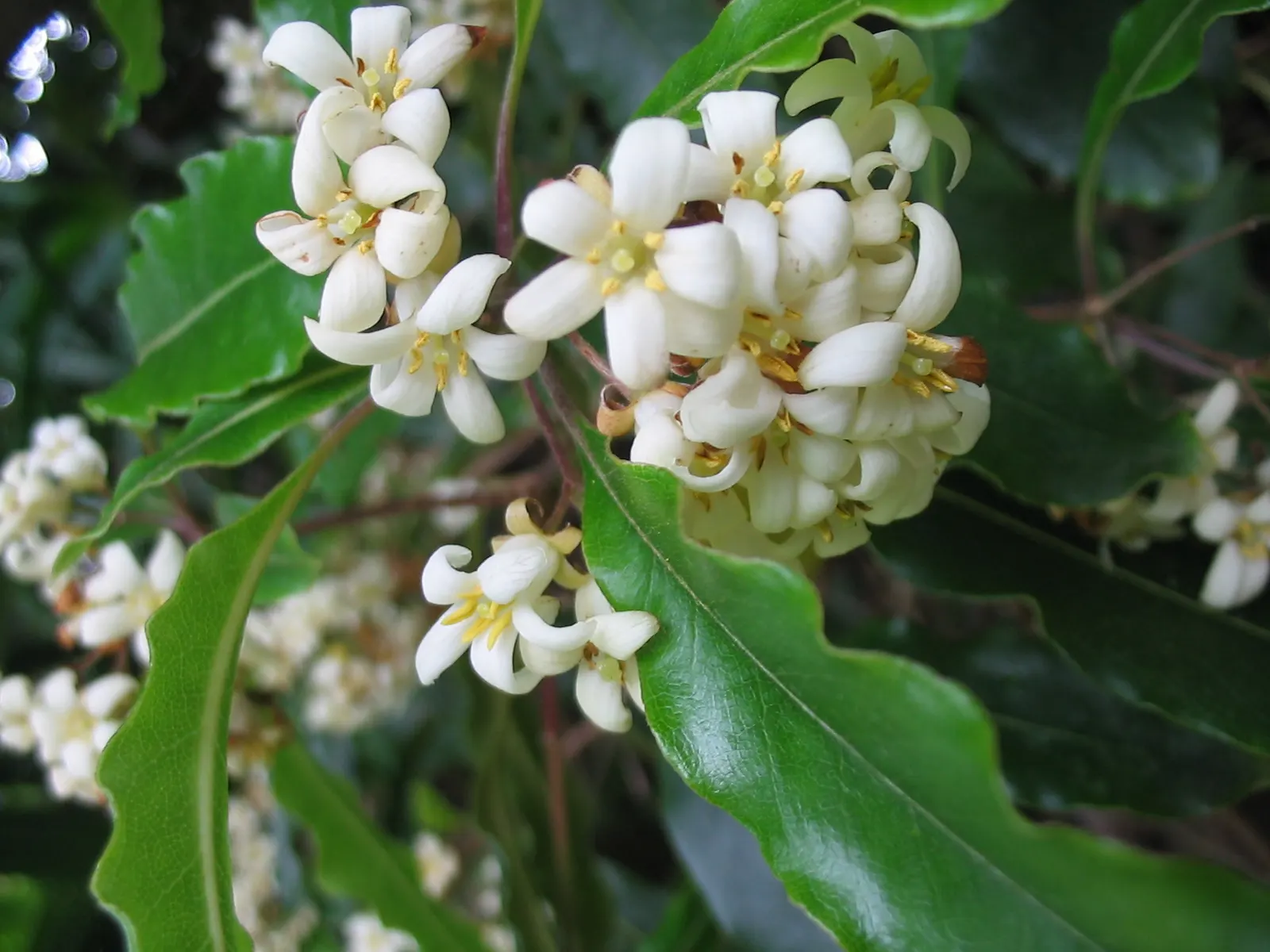 Victorian Box (Pittosporum Undulatum) — Note its potential invasiveness in favorable climates; wavy-edged leaves that measure 4 to 6 inches long, image 47