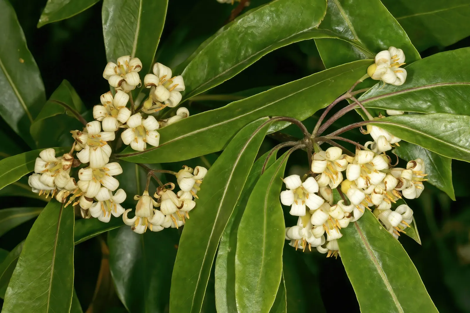 Victorian Box (Pittosporum Undulatum) — white flowers in the garden