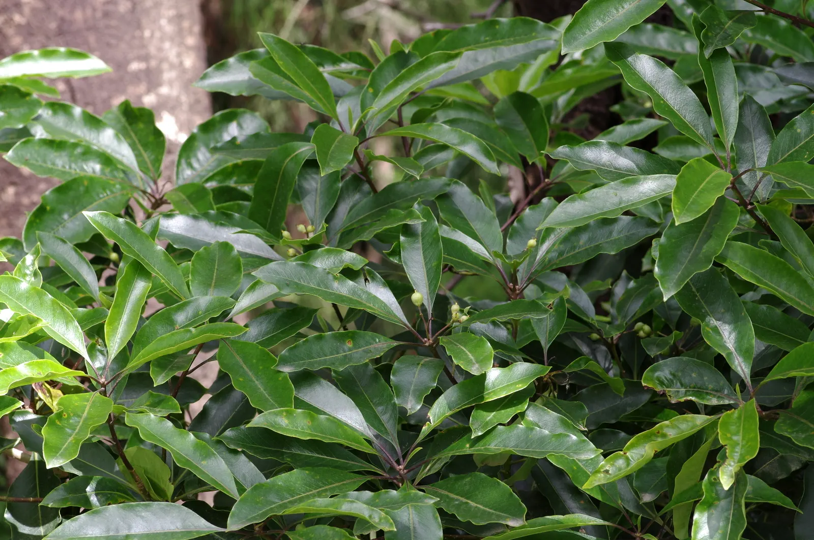 Victorian Box (Pittosporum Undulatum) — making it a considerable element in landscape designs