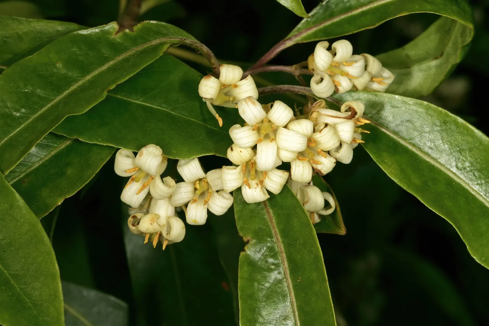 Victorian Box (Pittosporum Undulatum) — the Victorian Box can attain heights of 35 to 50 feet with a spread of 20 to 30 feet