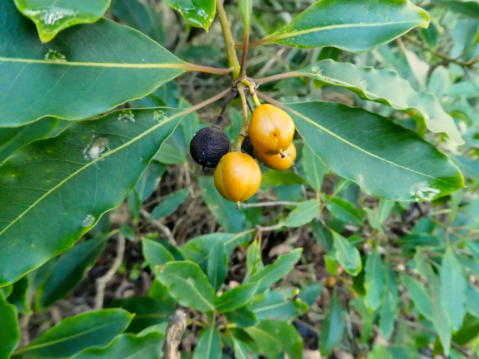 Victorian Box (Pittosporum Undulatum) — is an evergreen tree reaching heights of 10-36 feet with a spread of 8-12 feet
