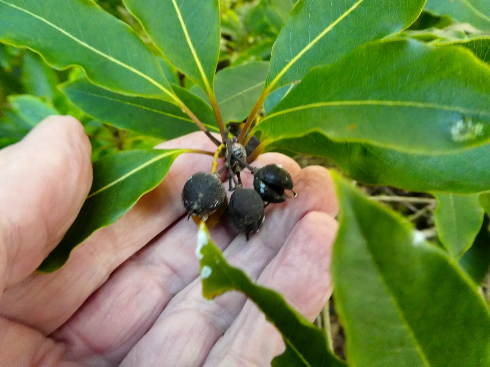 Victorian Box (Pittosporum Undulatum) — Regular pruning may be necessary to maintain desired form and size; suited for screens and hedges, it requires moderate