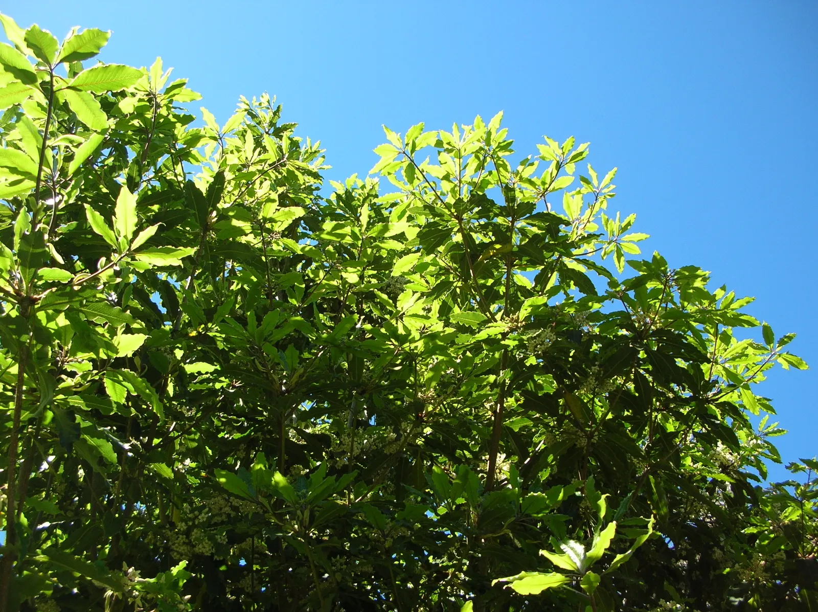 Victorian Box (Pittosporum Undulatum) — it tolerates various soil conditions