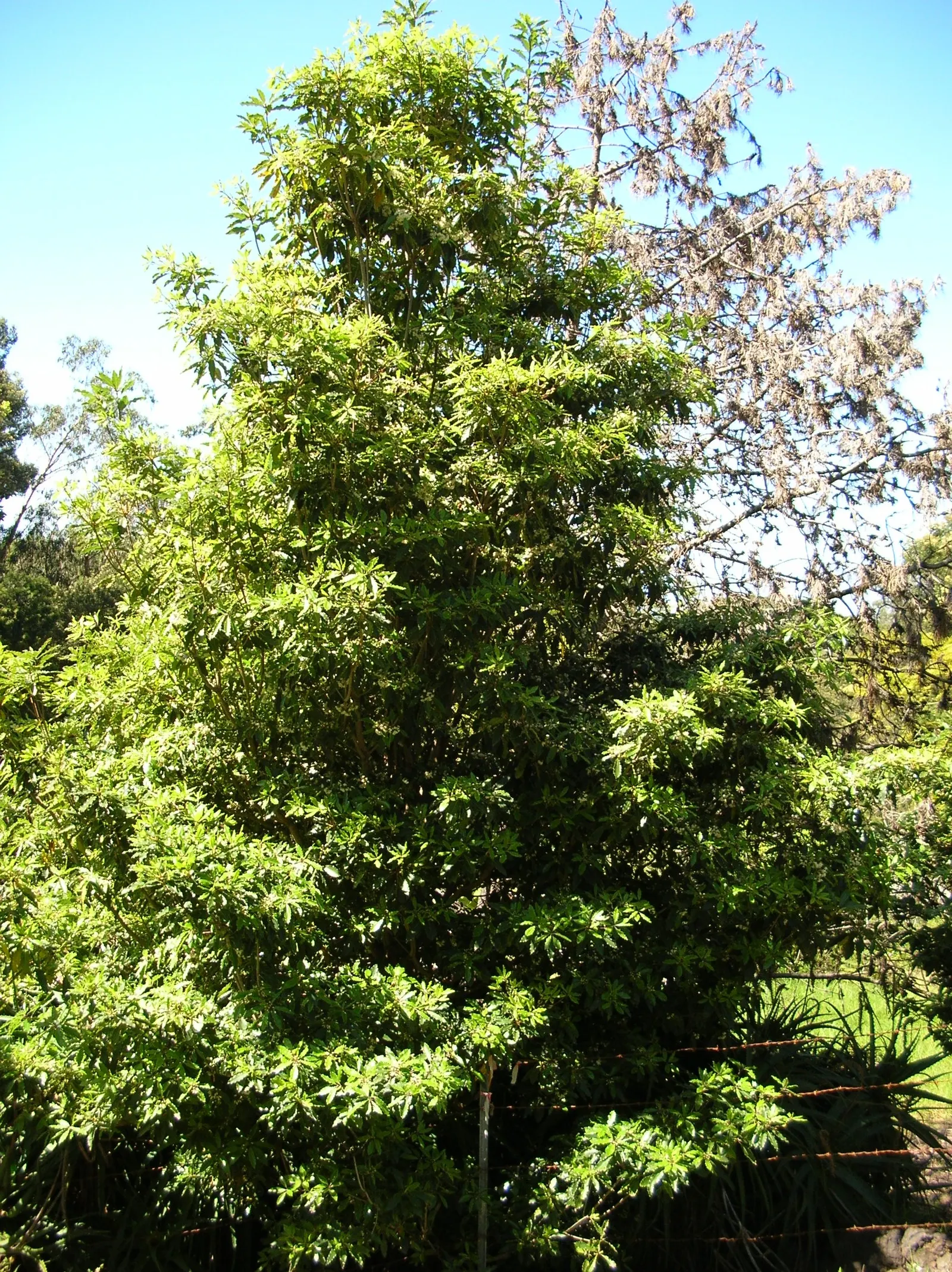 Victorian Box (Pittosporum Undulatum) — Note its potential invasiveness in favorable climates
