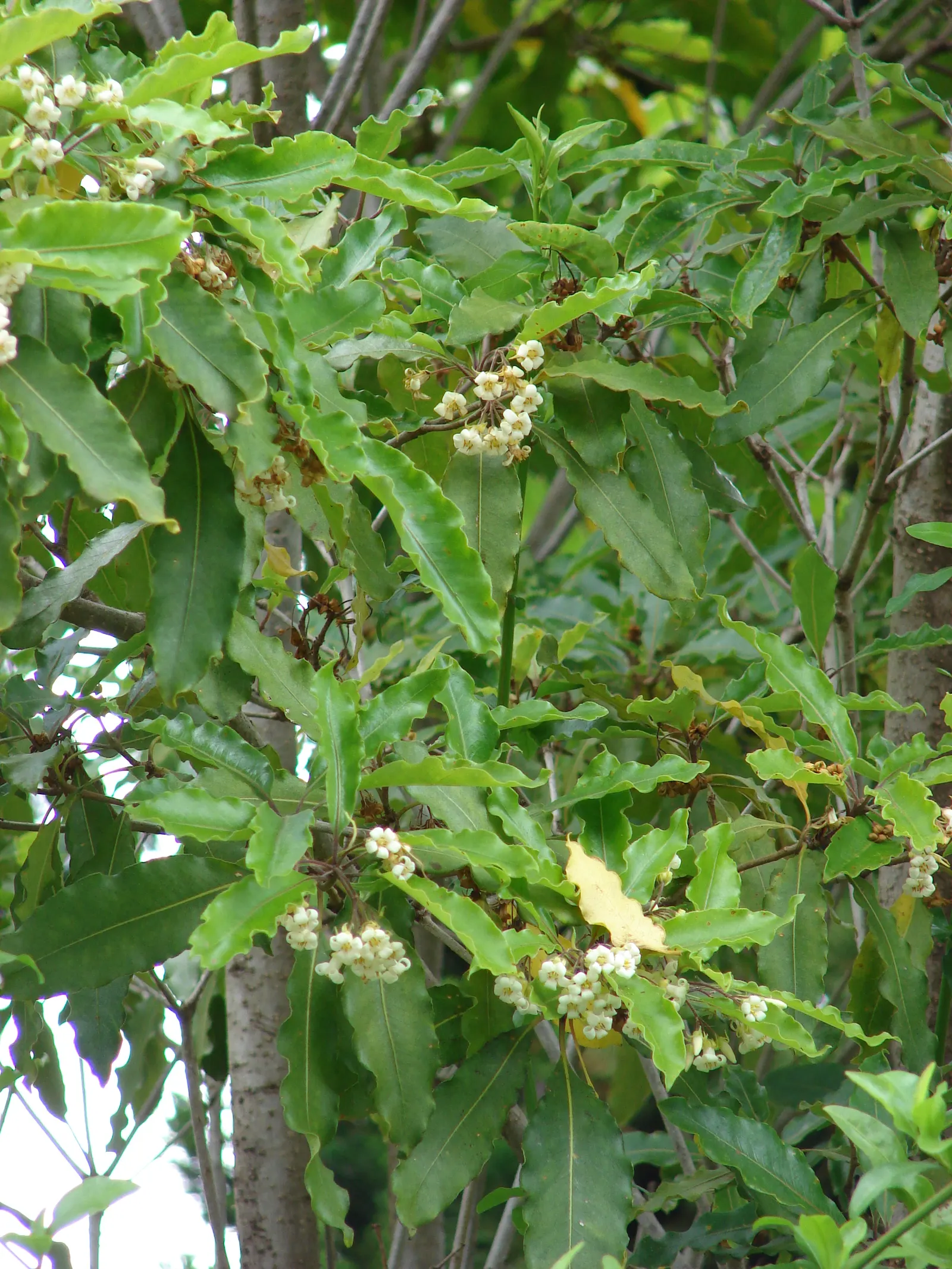 Victorian Box (Pittosporum Undulatum) — white flowers in the garden; suited for screens and hedges, it requires moderate water and well-drained soil, image 61