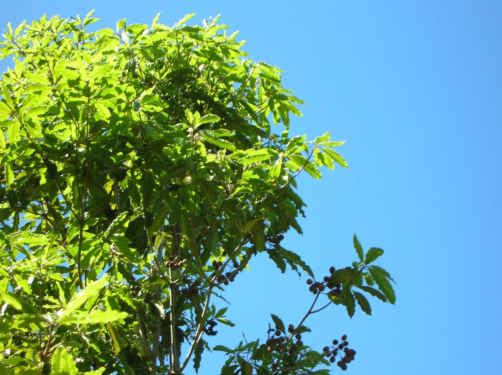 Victorian Box (Pittosporum Undulatum) — Its canopy is dense and rounded; suited for screens and hedges, it requires moderate water and well-drained soil