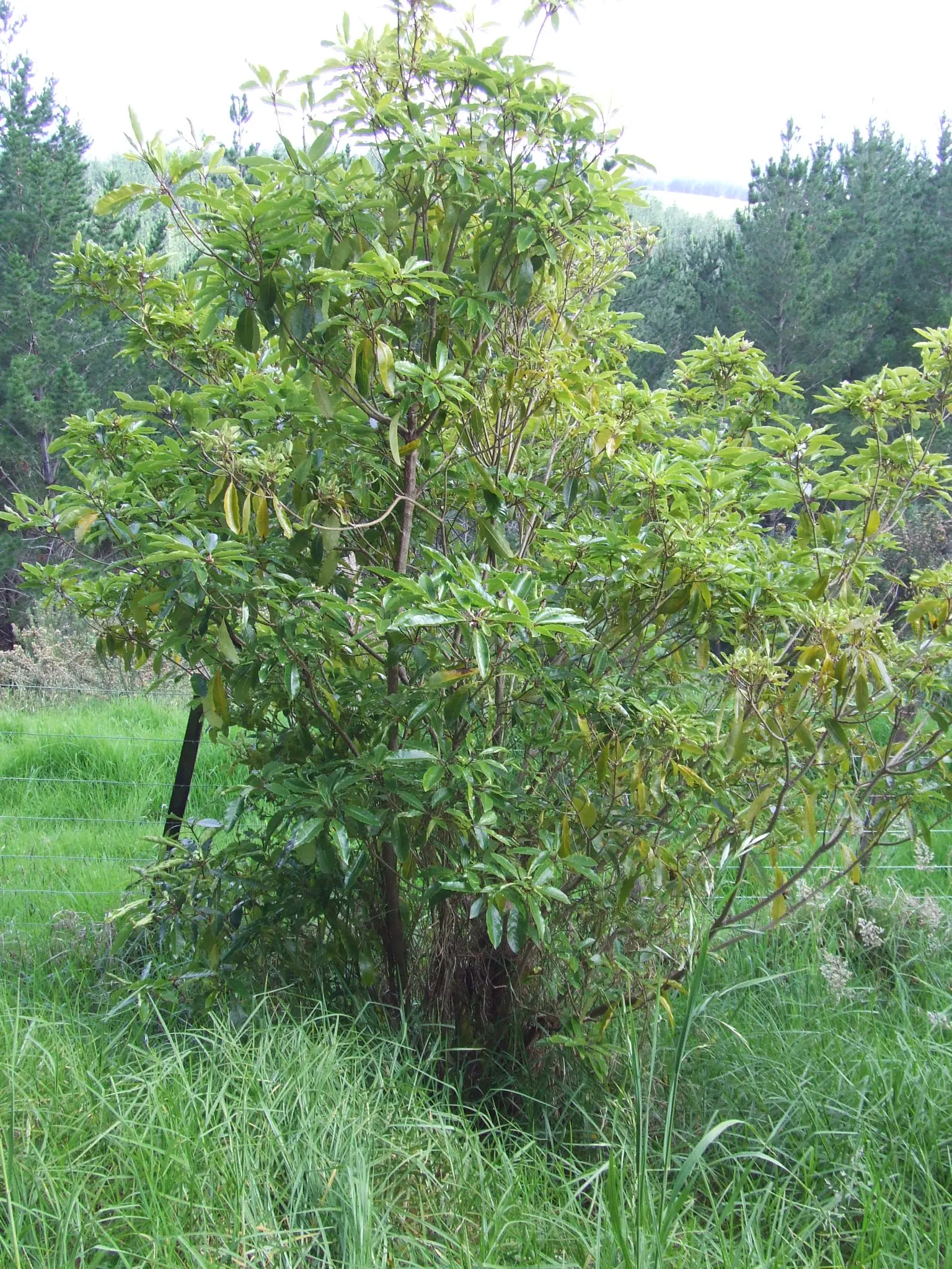 Victorian Box (Pittosporum Undulatum) — it tolerates various soil conditions; wavy-edged leaves that measure 4 to 6 inches long