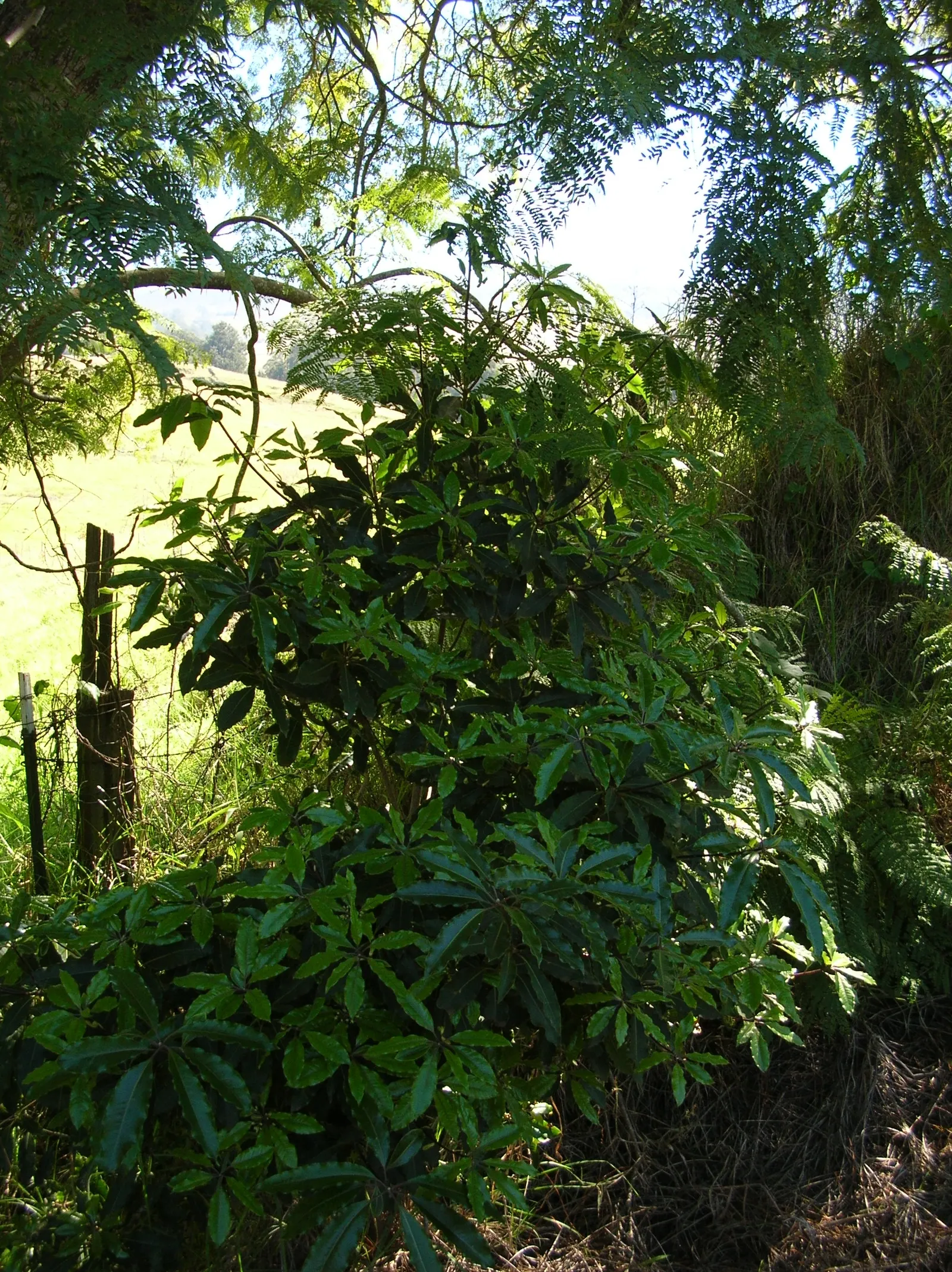 Victorian Box (Pittosporum Undulatum) — Note its potential invasiveness in favorable climates; wavy-edged leaves that measure 4 to 6 inches long, image 68