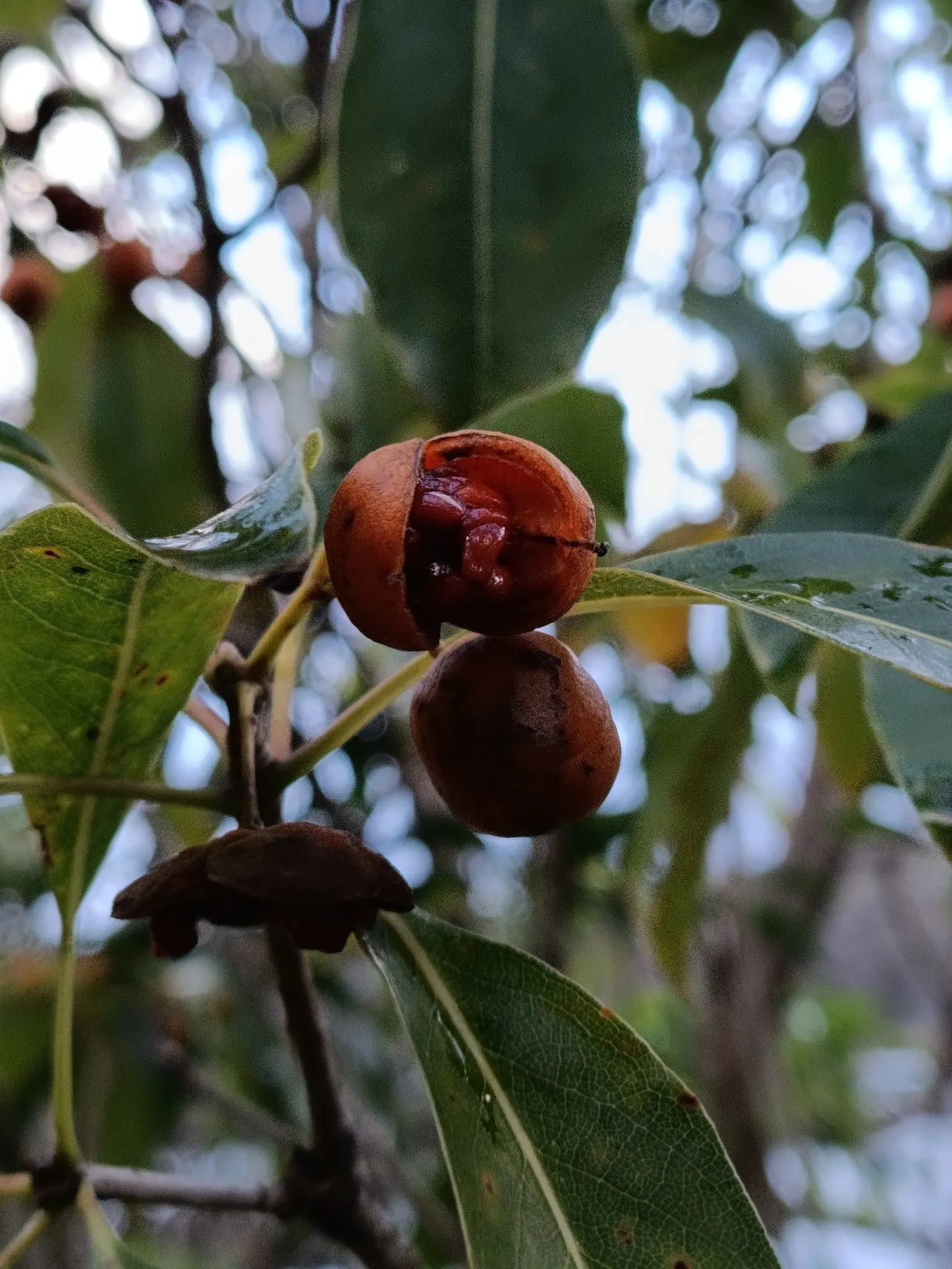 Victorian Box (Pittosporum Undulatum) — The Victorian Box acts as an excellent screen or hedge