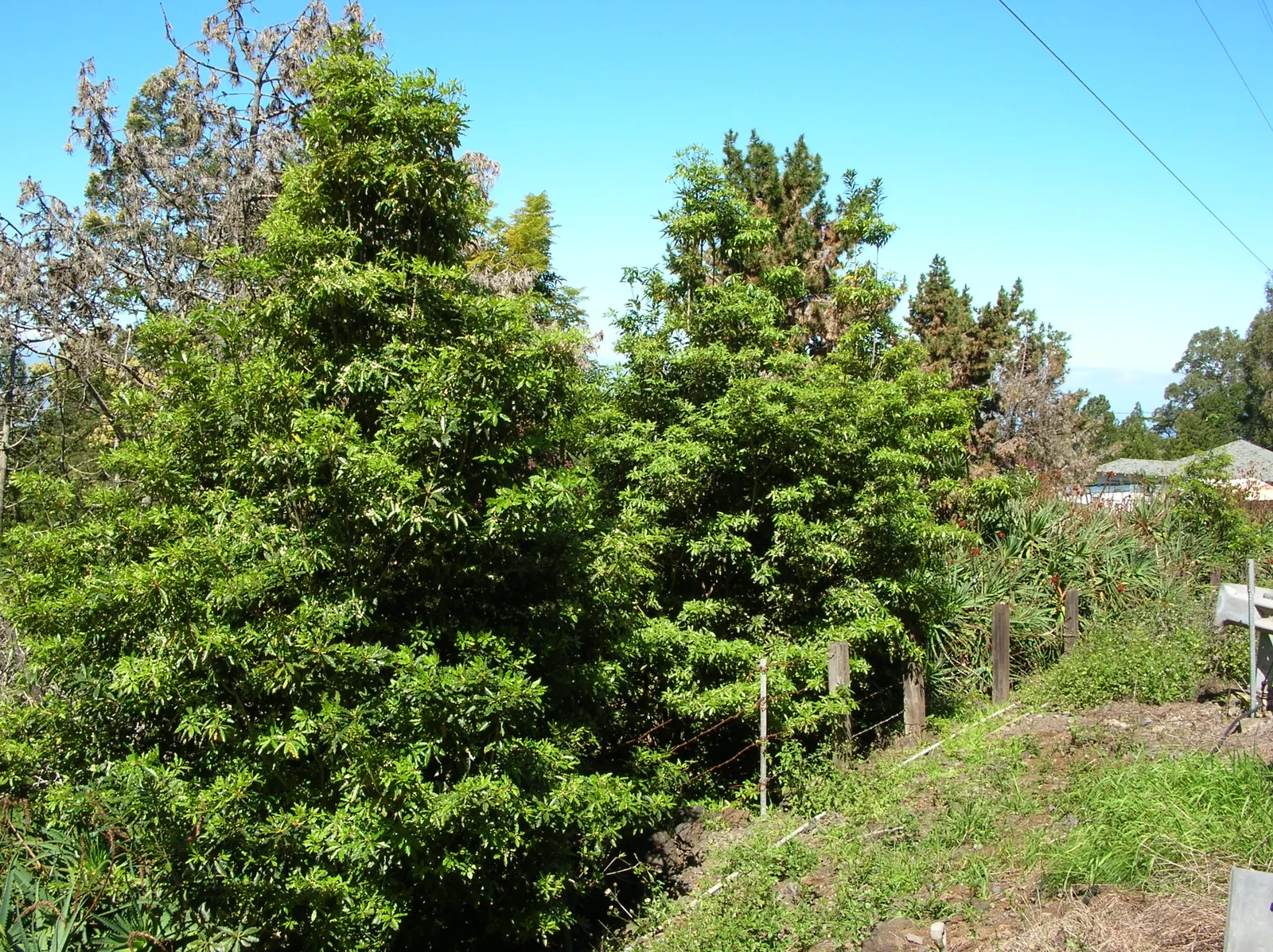 Victorian Box (Pittosporum Undulatum) — is an evergreen species valued for its attractive foliage and fragrant