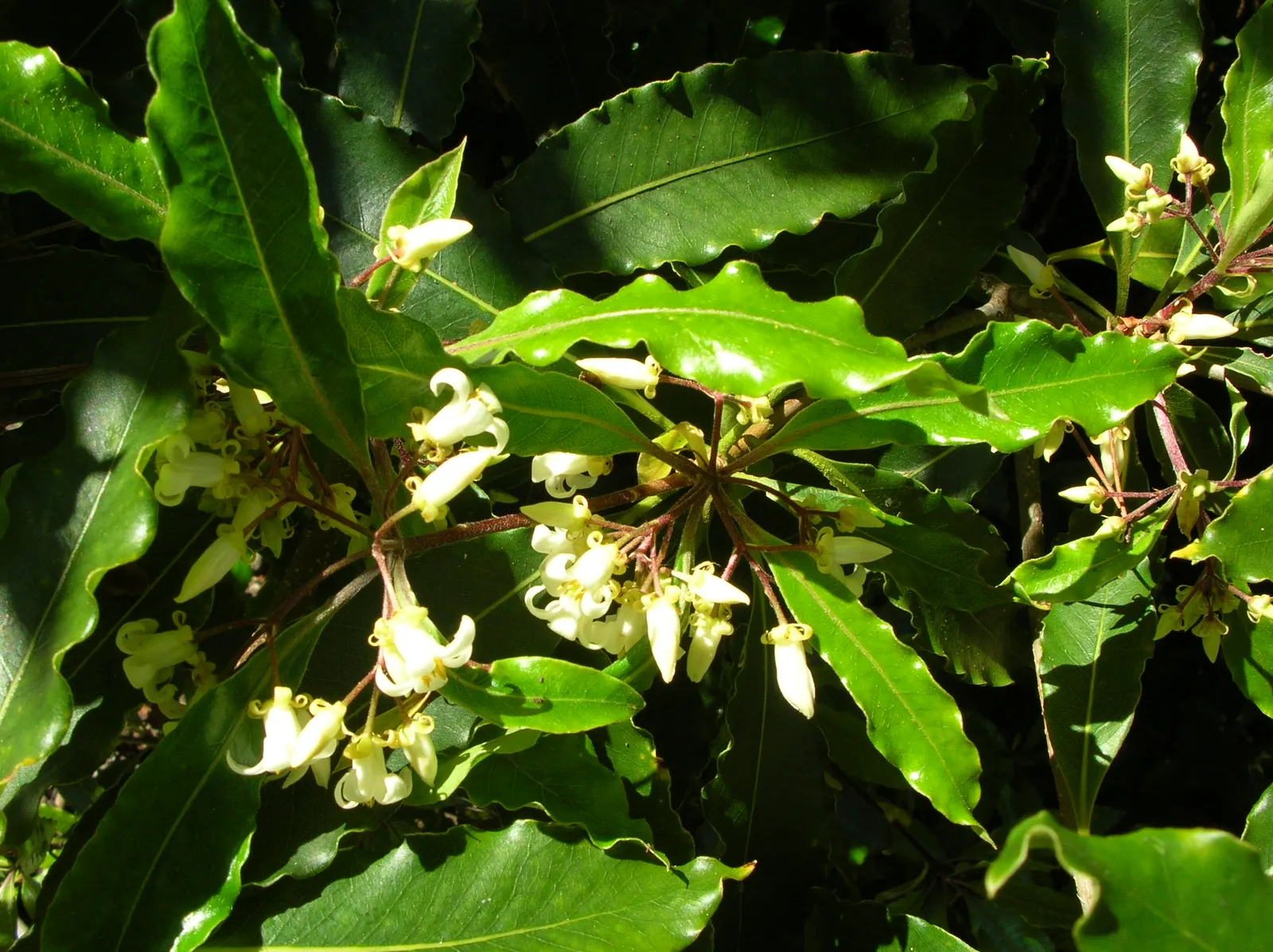 Victorian Box (Pittosporum Undulatum) — is an evergreen tree reaching heights of 10-36 feet with a spread of 8-12 feet; suited for screens and, image 43