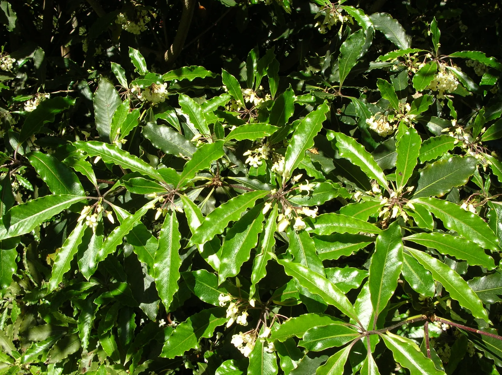 Victorian Box (Pittosporum Undulatum) — tree for full or half; adding a classic aesthetic suitable for formal and informal garden compositions, image 63