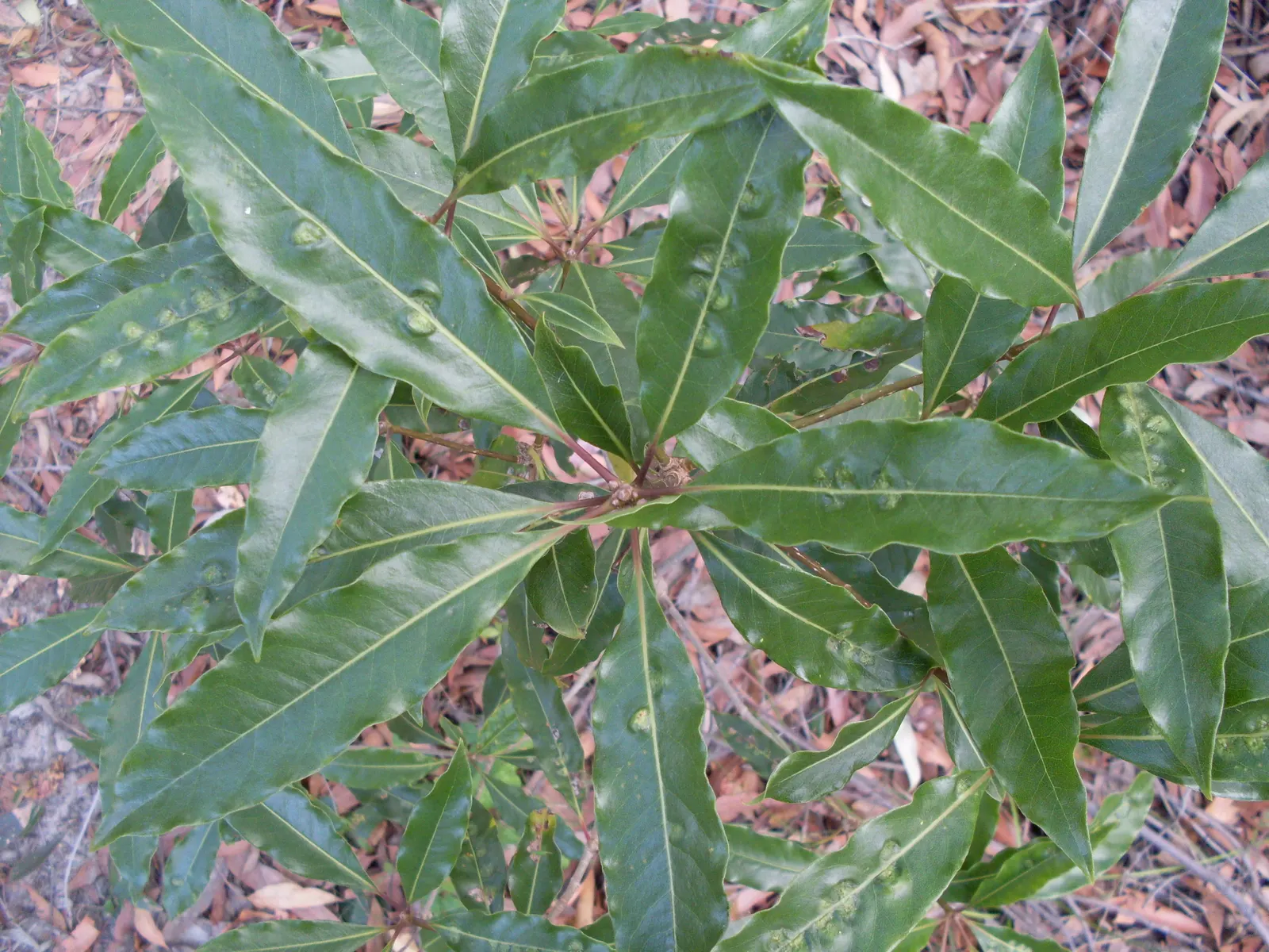 Victorian Box (Pittosporum Undulatum) — Suited for screens and hedges, it requires moderate water and well-drained soil, image 25