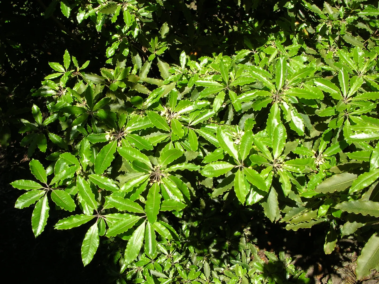 Victorian Box (Pittosporum Undulatum) — Regular pruning may be necessary to maintain desired form and size