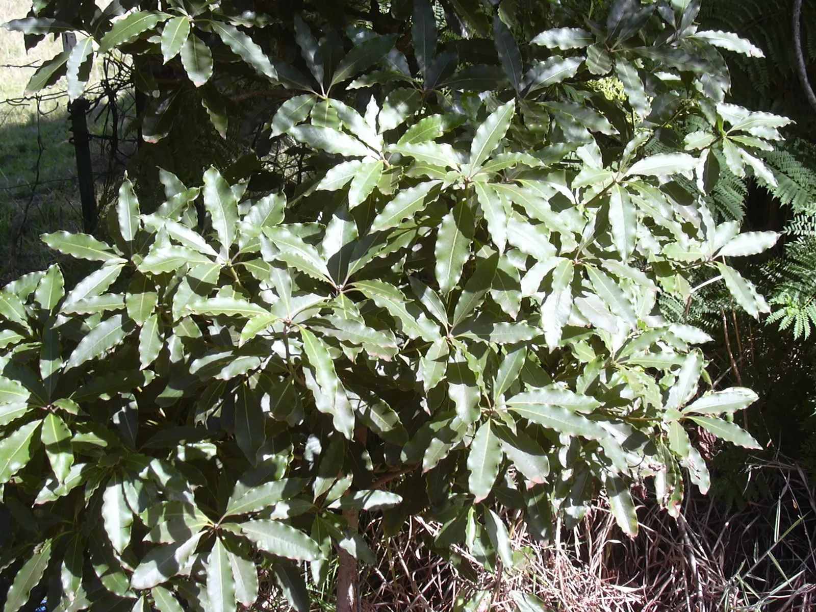 Victorian Box (Pittosporum Undulatum) — Its canopy is dense and rounded; suited for screens and hedges, it requires moderate water and well-drained, image 73