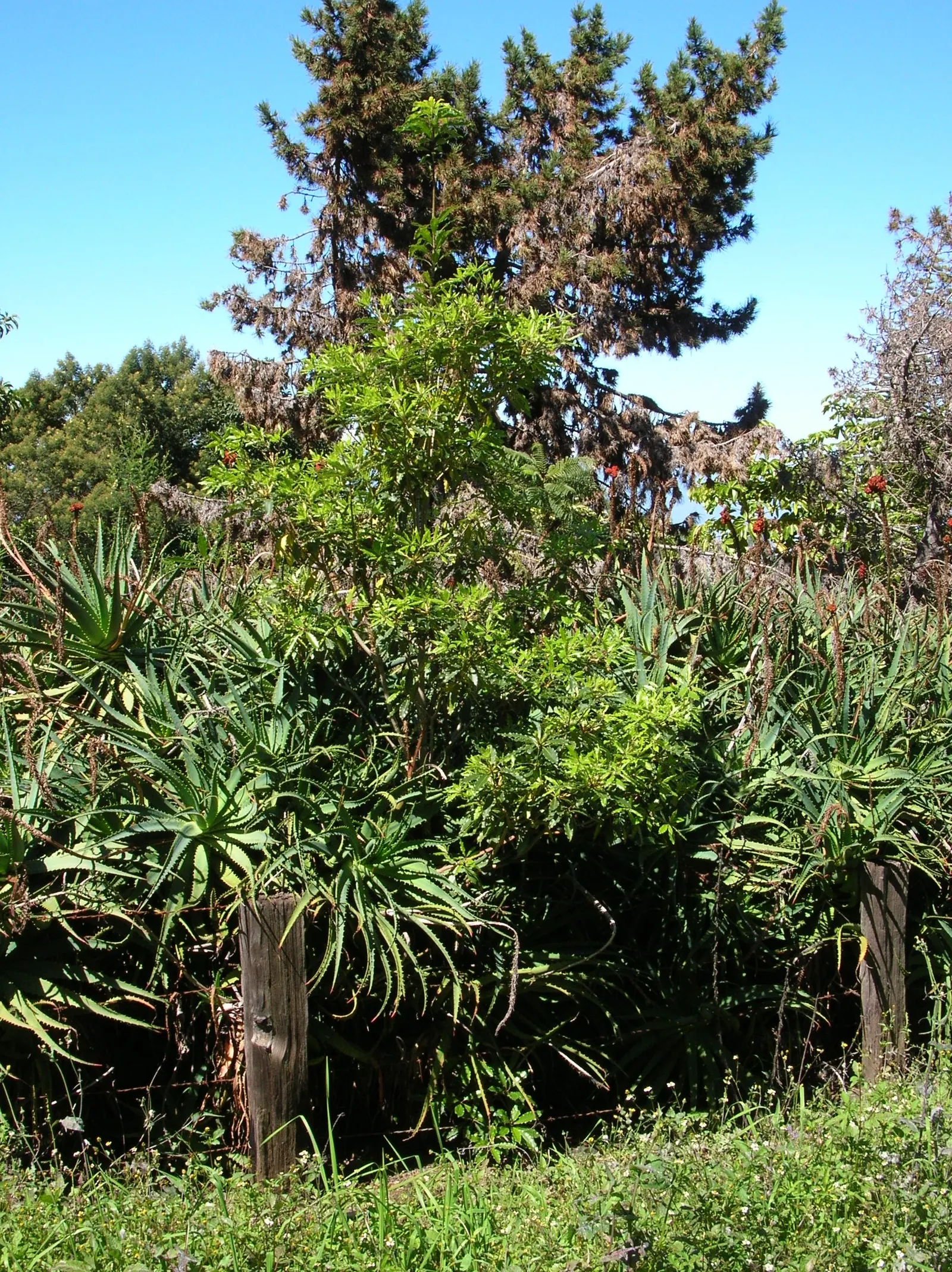 Victorian Box (Pittosporum Undulatum) — making it a considerable element in landscape designs; adding a classic aesthetic suitable for formal and, image 51