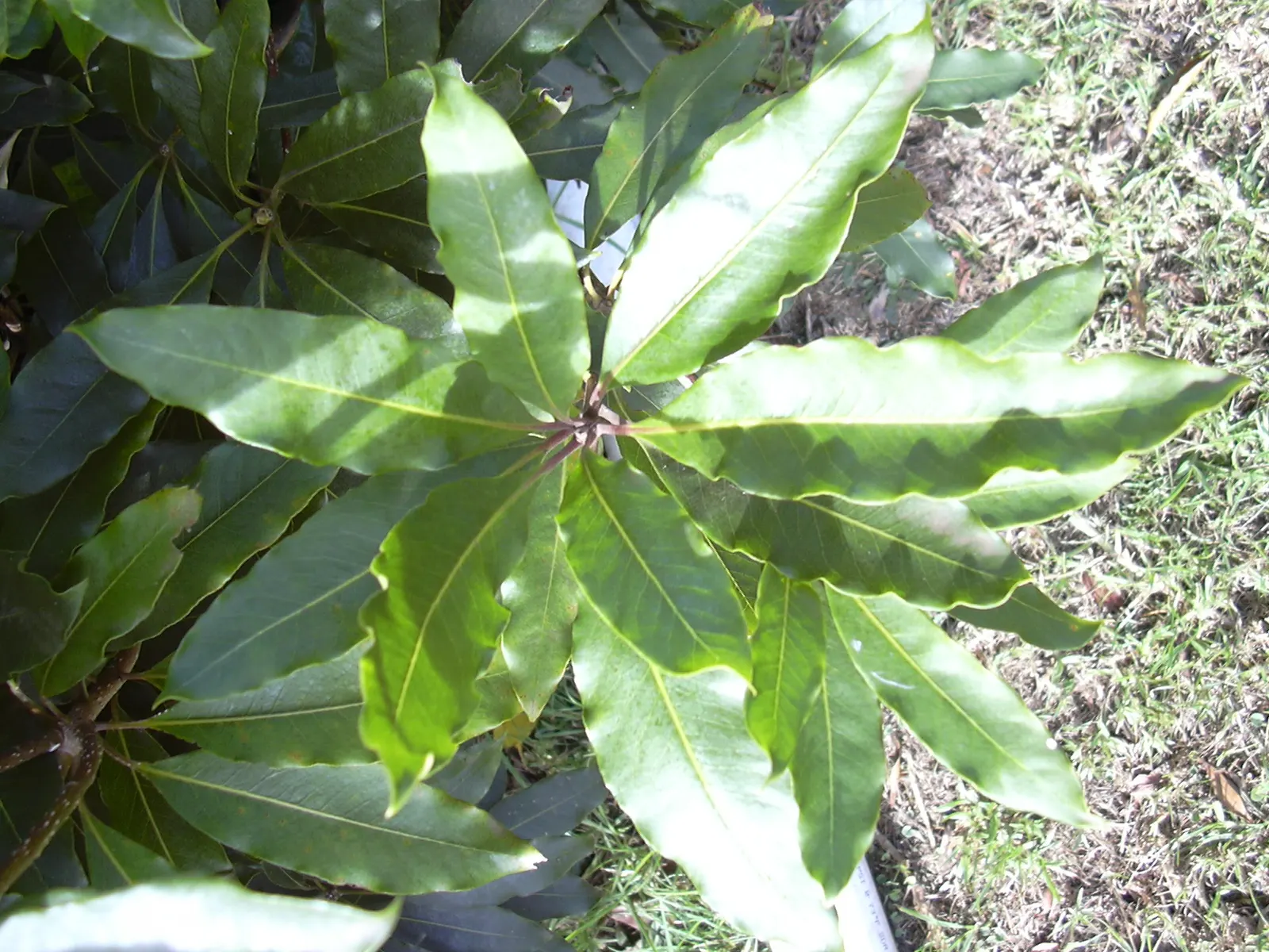 Victorian Box (Pittosporum Undulatum) — small bell-shaped flowers emerge; suited for screens and hedges, it requires moderate water and well-drained soil