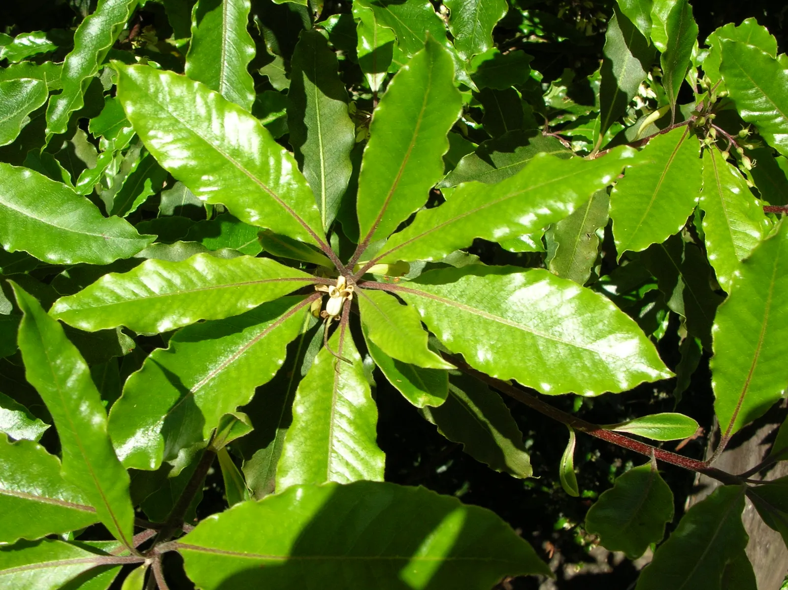 Victorian Box (Pittosporum Undulatum) — small bell-shaped flowers emerge
