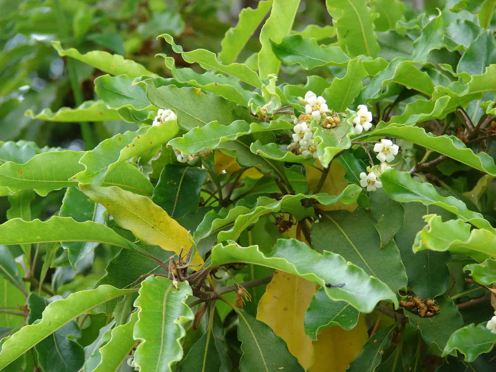 Victorian Box (Pittosporum Undulatum) — This plant thrives in USDA zones 9-11, preferring full sun to partial shade; adding a classic aesthetic, image 45