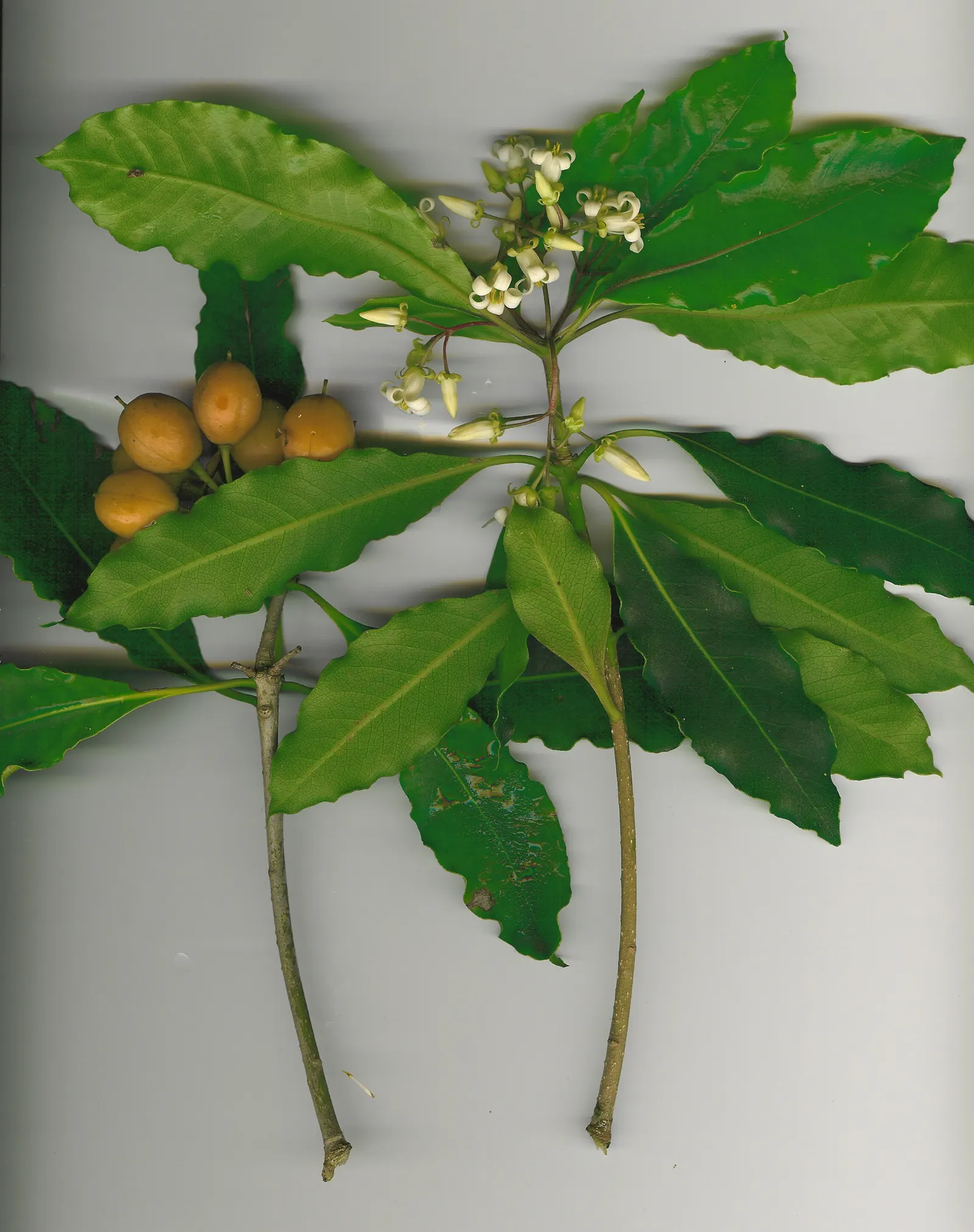 Victorian Box (Pittosporum Undulatum) — scientifically known as Pittosporum undulatum; adding a classic aesthetic suitable for formal and informal, image 48