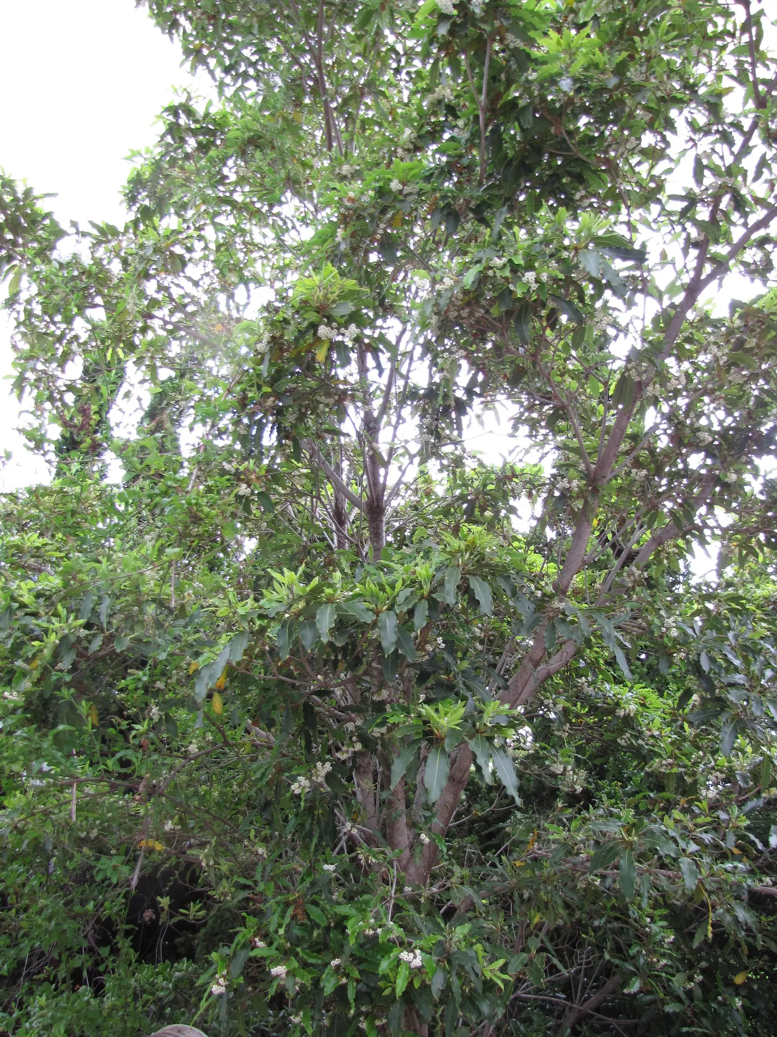 Victorian Box (Pittosporum Undulatum) — the Victorian Box can attain heights of 35 to 50 feet with a spread of 20 to 30 feet; wavy-edged leaves, image 71