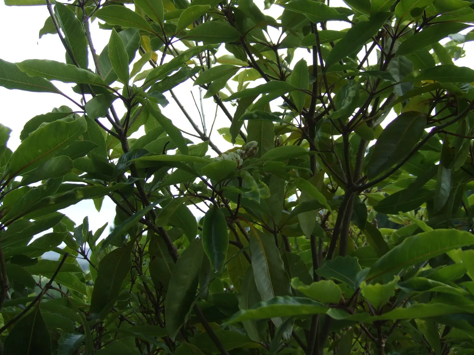 Victorian Box (Pittosporum Undulatum) — scientifically known as Pittosporum undulatum; adding a classic aesthetic suitable for formal and informal garden