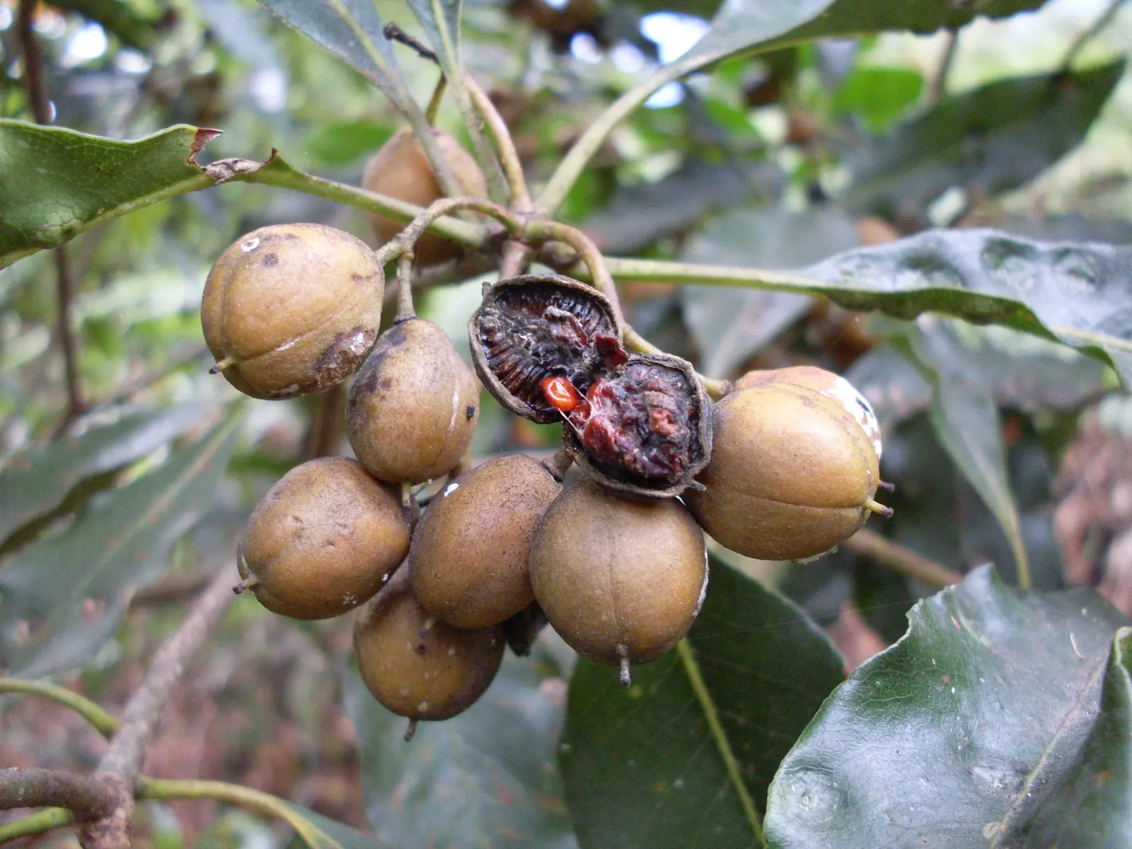 Victorian Box (Pittosporum Undulatum) — wavy-edged leaves that measure 4 to 6 inches long