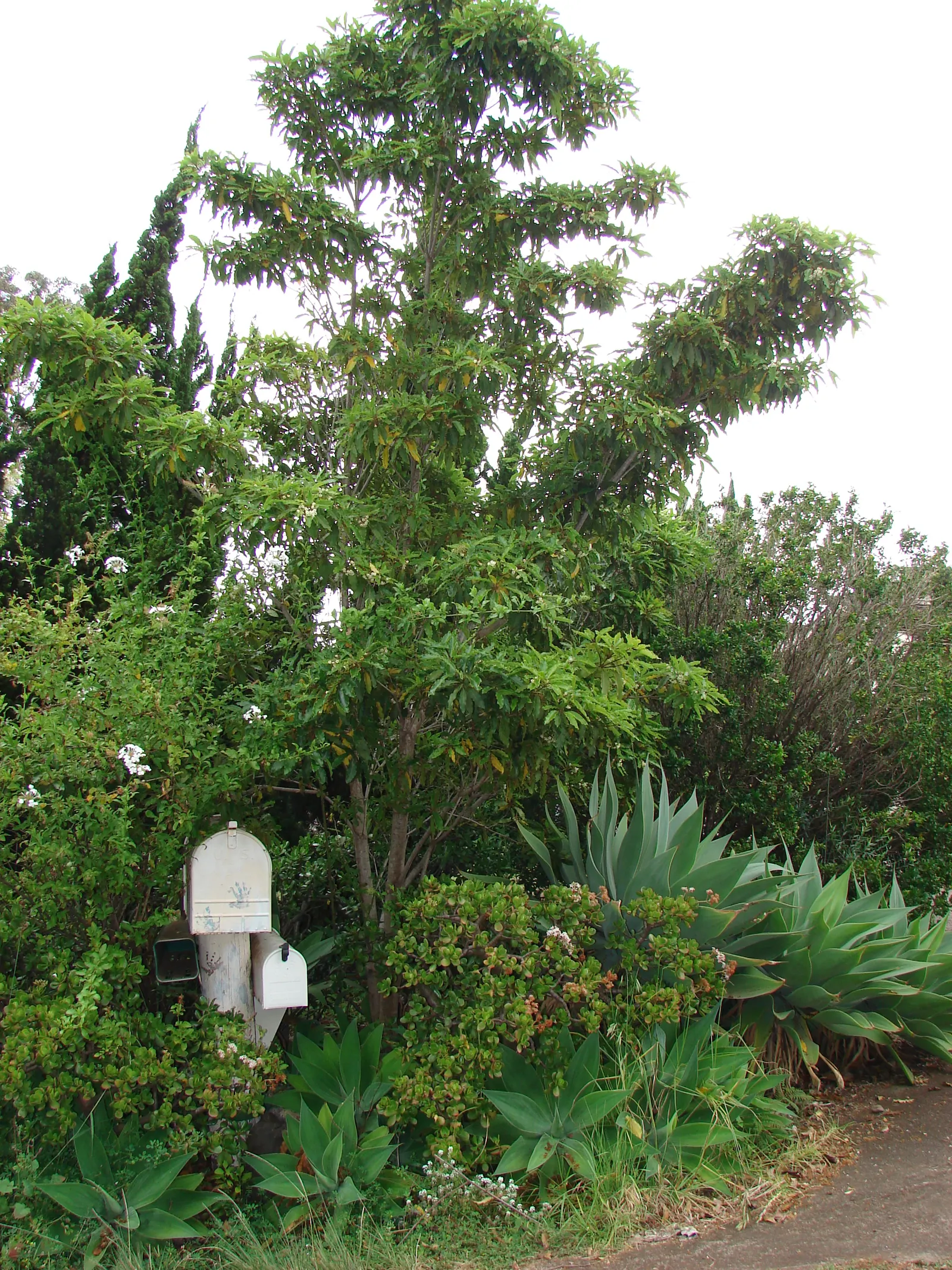 Victorian Box (Pittosporum Undulatum) — The Victorian Box acts as an excellent screen or hedge; wavy-edged leaves that measure 4 to 6 inches long, image 59