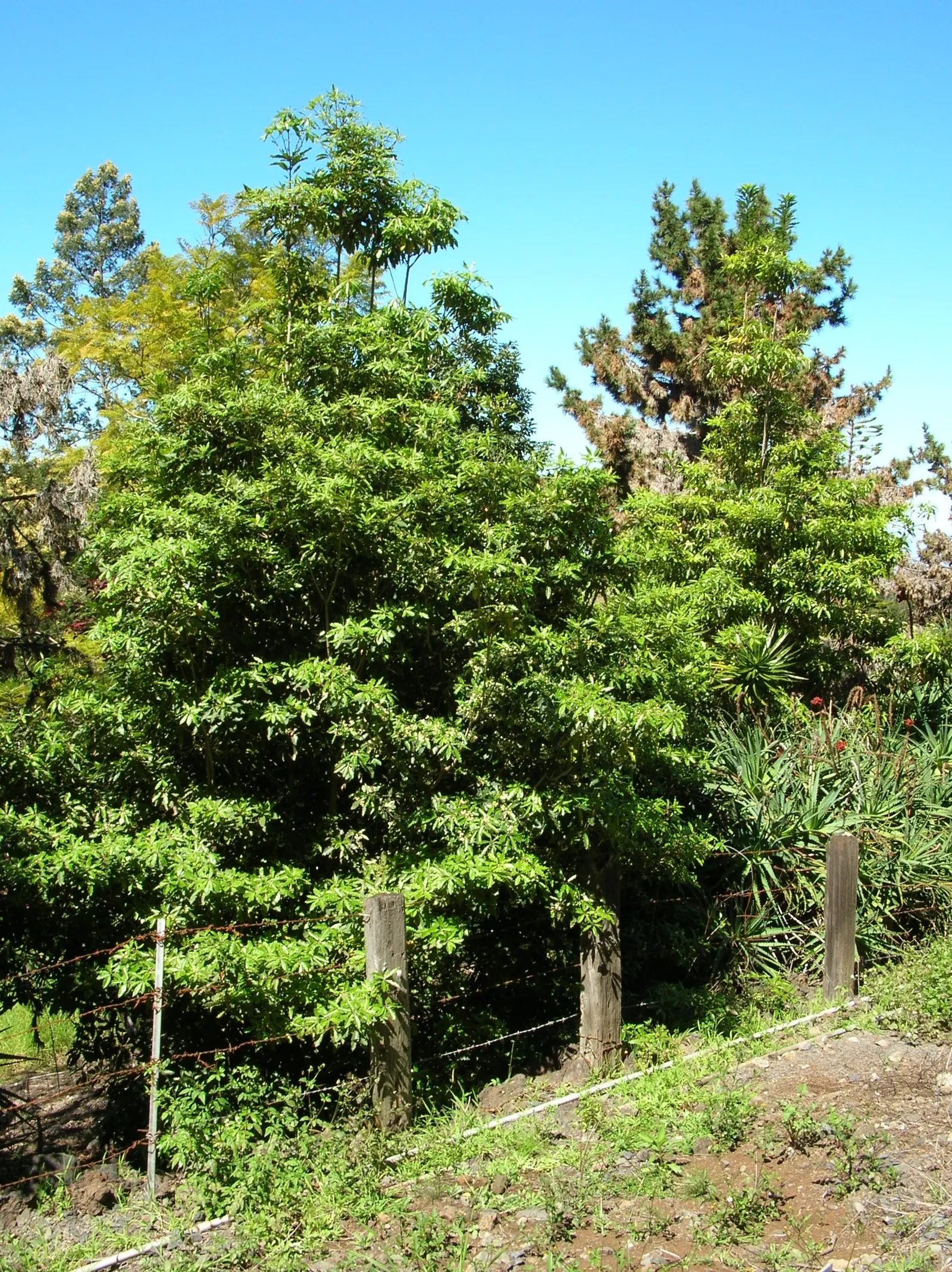 Victorian Box (Pittosporum Undulatum) — wavy-edged leaves that measure 4 to 6 inches long, image 53