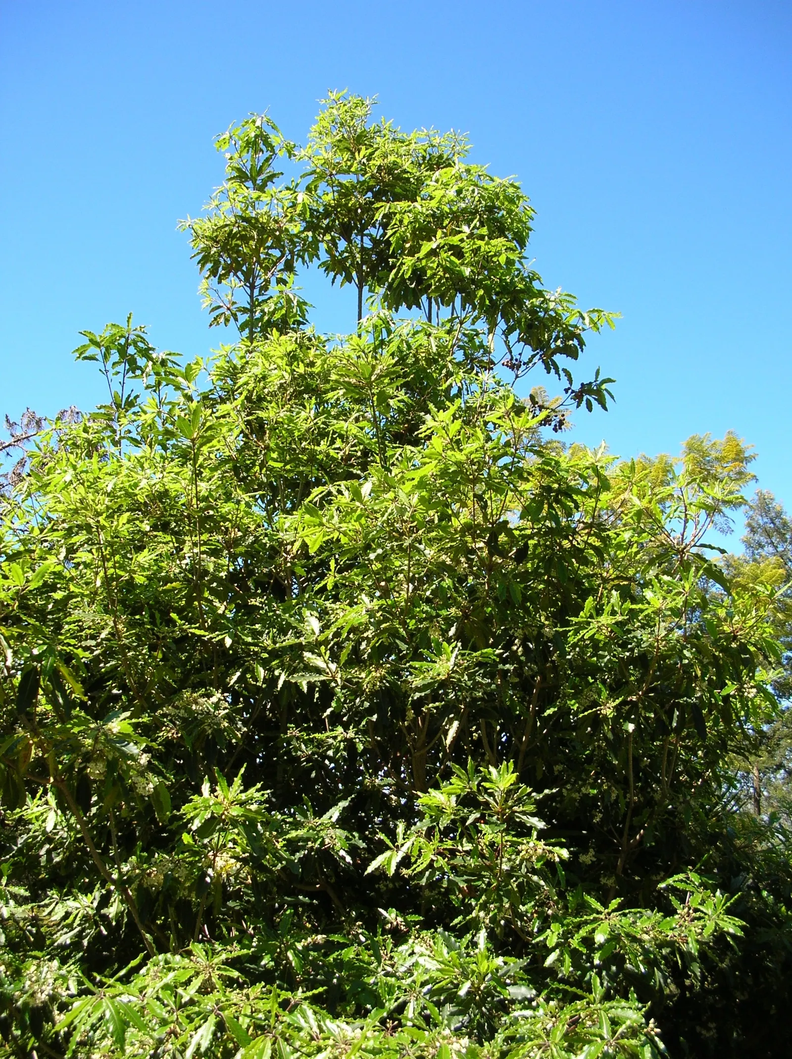 Victorian Box (Pittosporum Undulatum) — It's cherished for its glossy, wavy-edged leaves and aromatic, white spring flowers; wavy-edged leaves that measure 4