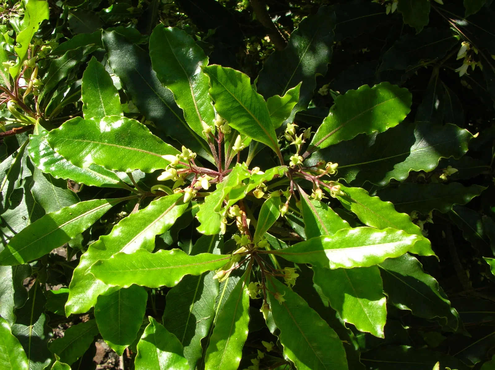 Victorian Box (Pittosporum Undulatum) — the Victorian Box can attain heights of 35 to 50 feet with a spread of 20 to 30 feet; wavy-edged leaves that measure 4