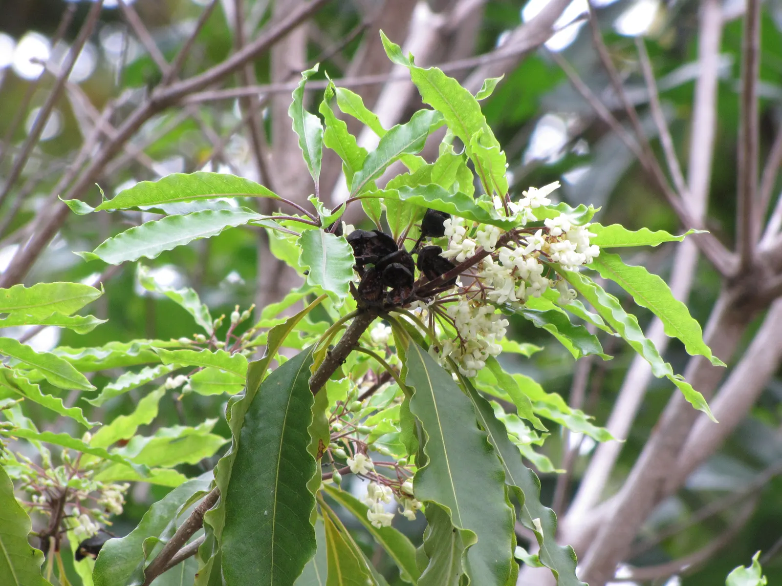 Victorian Box (Pittosporum Undulatum) — It's cherished for its glossy, wavy-edged leaves and aromatic, white spring flowers; wavy-edged leaves that, image 65