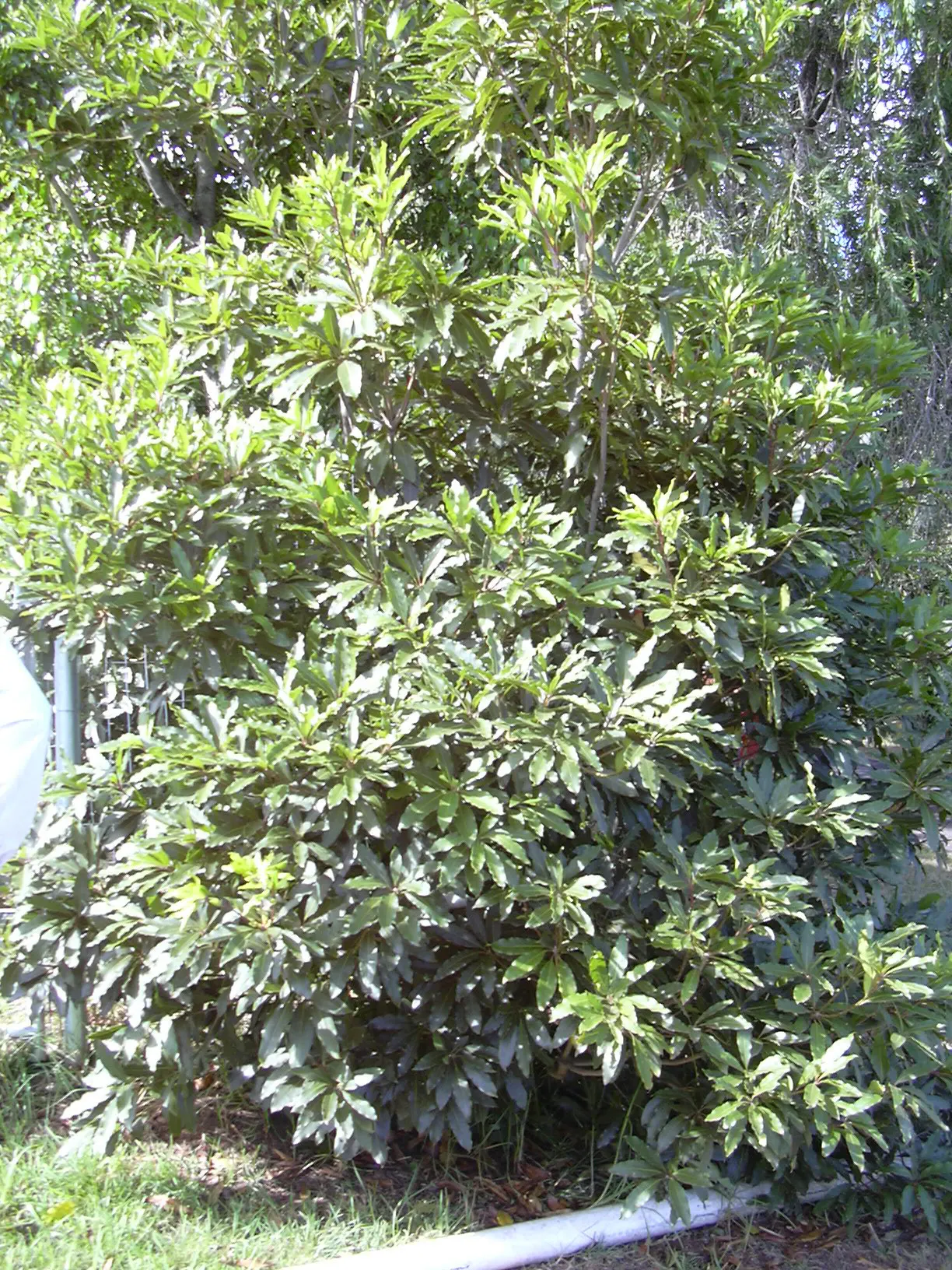Victorian Box (Pittosporum Undulatum) — scientifically known as Pittosporum undulatum; adding a classic aesthetic suitable for formal and informal, image 69