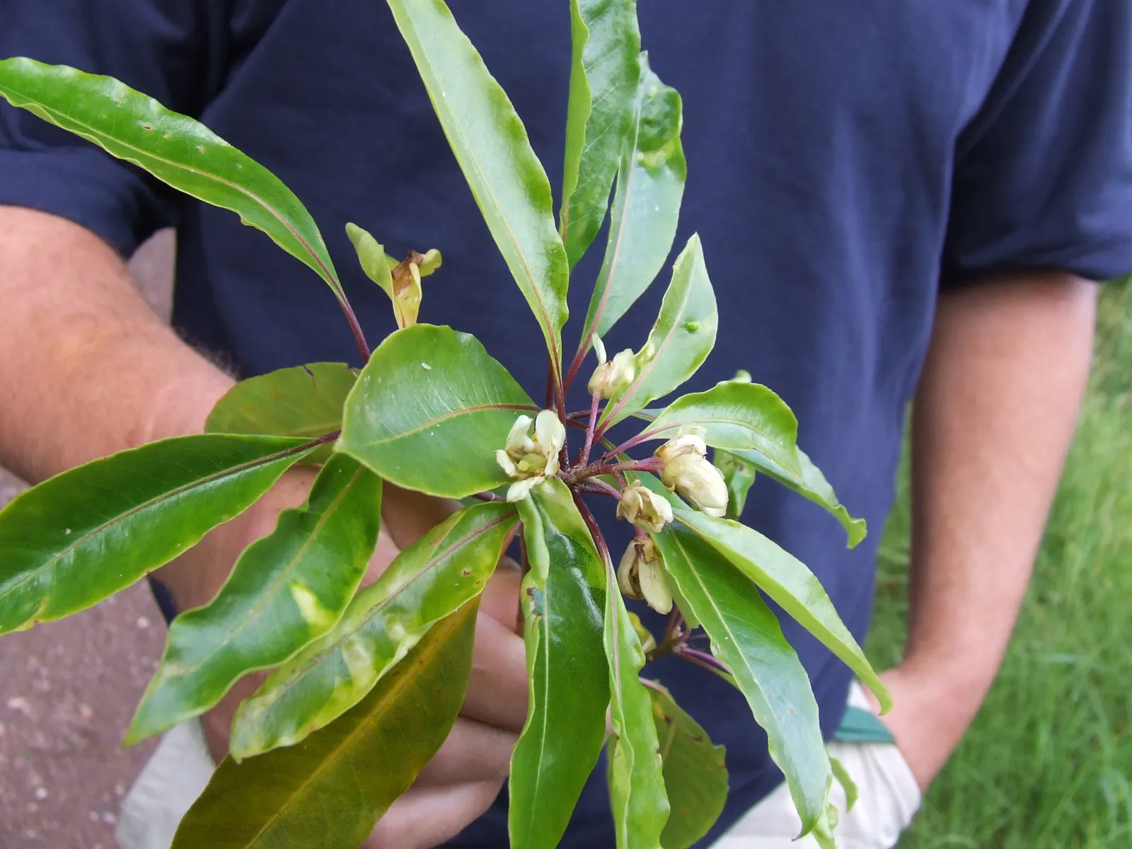 Victorian Box (Pittosporum Undulatum) — Suited for screens and hedges, it requires moderate water and well-drained soil