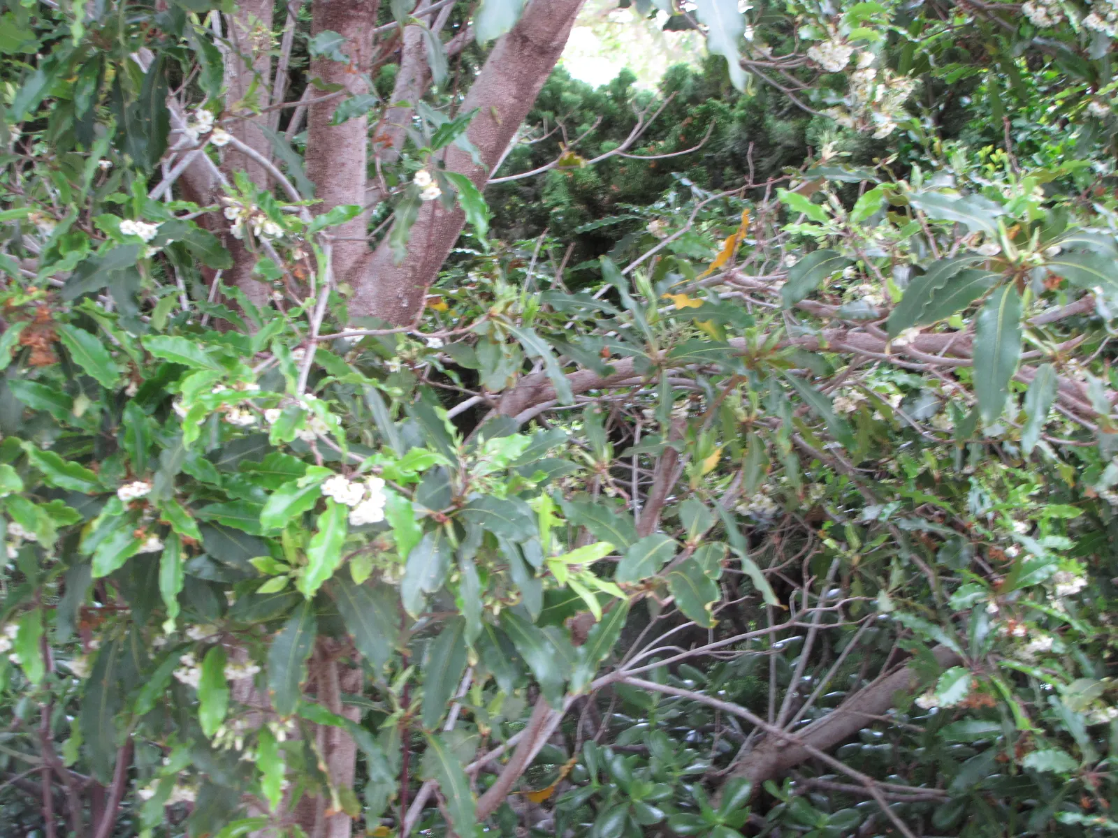 Victorian Box (Pittosporum Undulatum) — tree with white blooms; wavy-edged leaves that measure 4 to 6 inches long, image 62