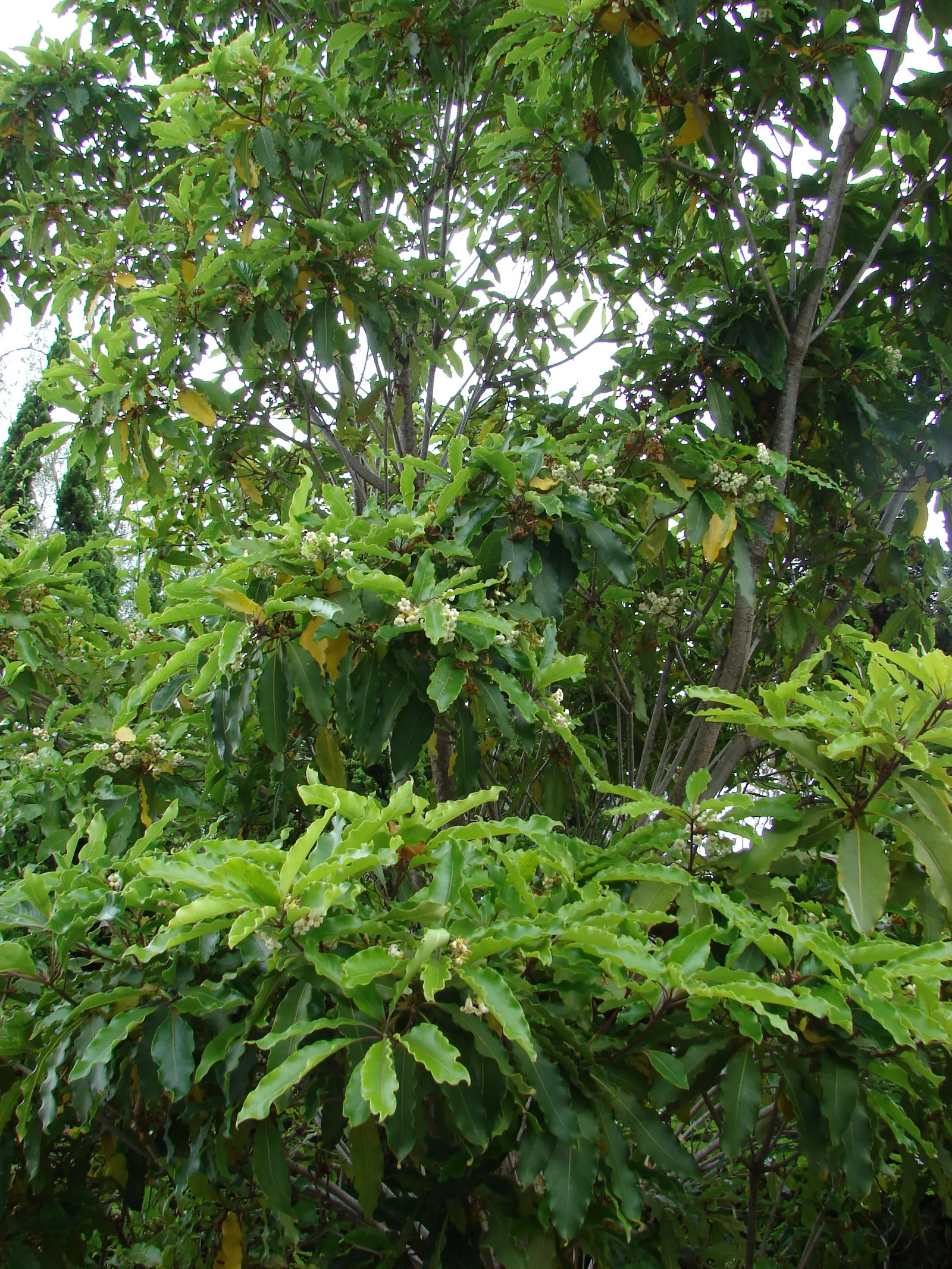 Victorian Box (Pittosporum Undulatum) — Its canopy is dense and rounded