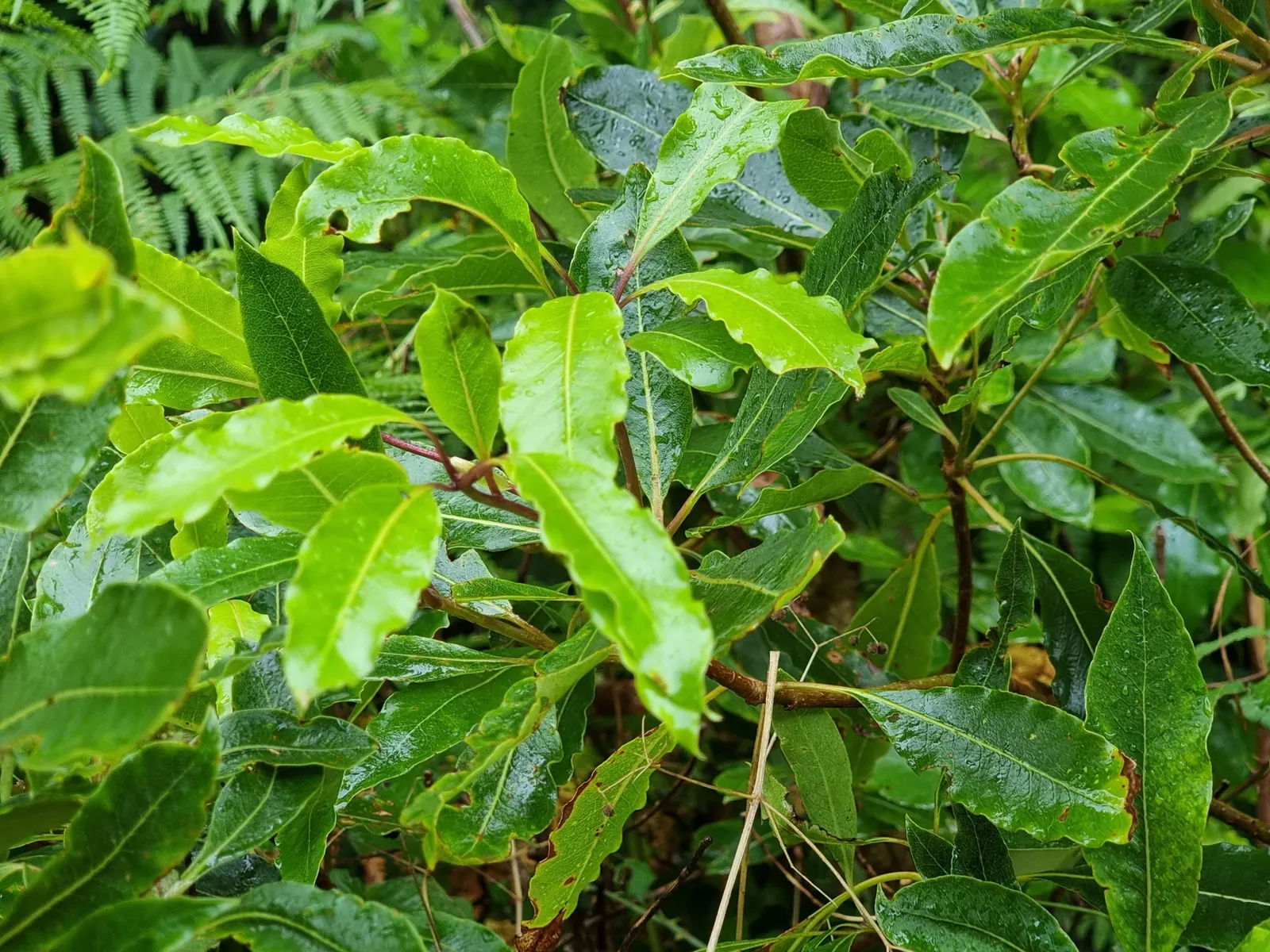 Victorian Box (Pittosporum Undulatum) — It grows best in full sun to partial shade exposure and requires moderate watering once established; adding a classic