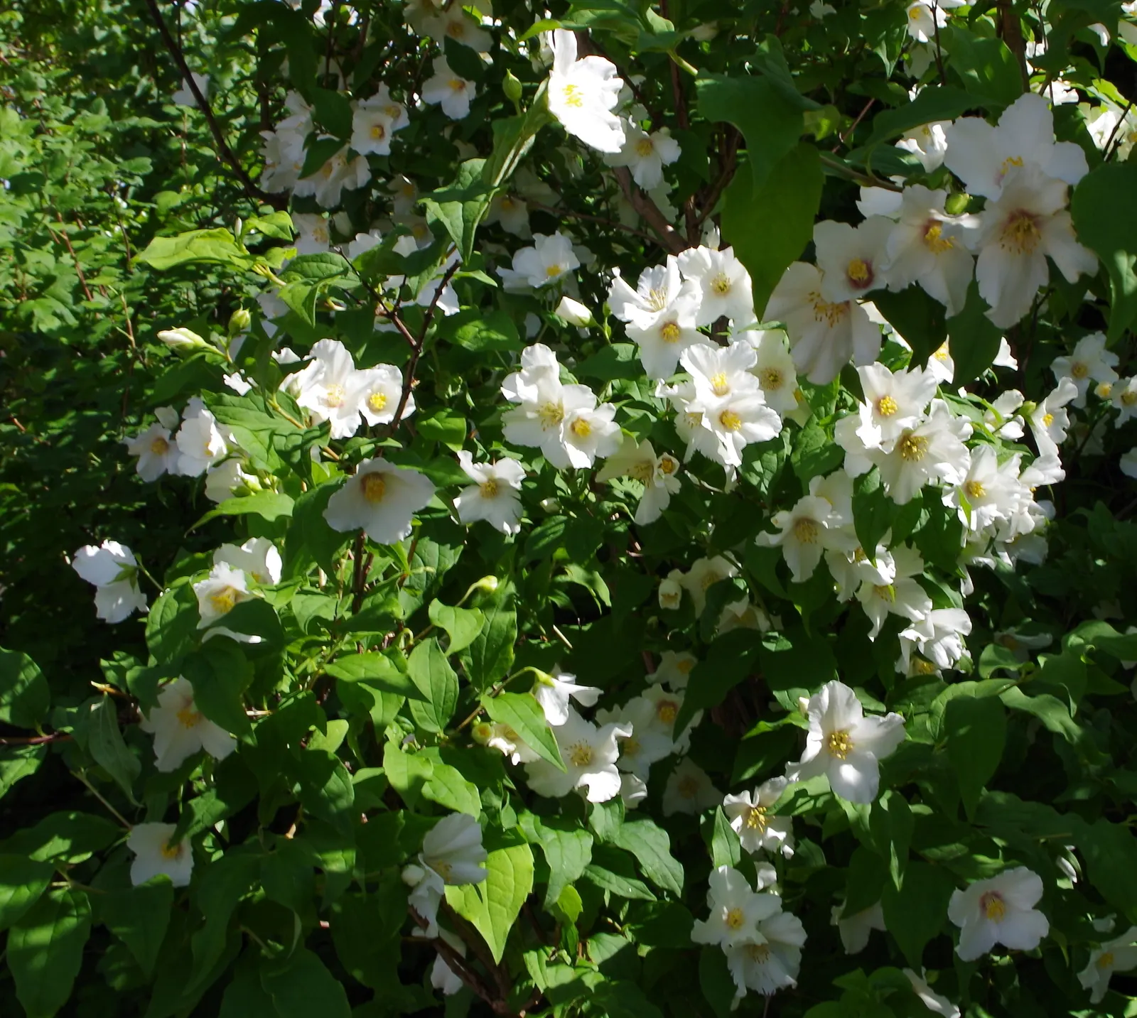 Victorian Box (Pittosporum Undulatum) — scientifically known as Pittosporum undulatum