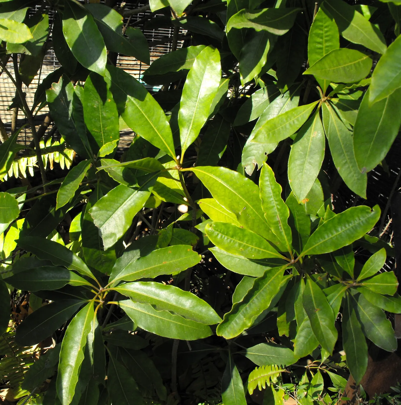 Victorian Box (Pittosporum Undulatum) — is an evergreen species valued for its attractive foliage and fragrant; suited for screens and hedges, it, image 49