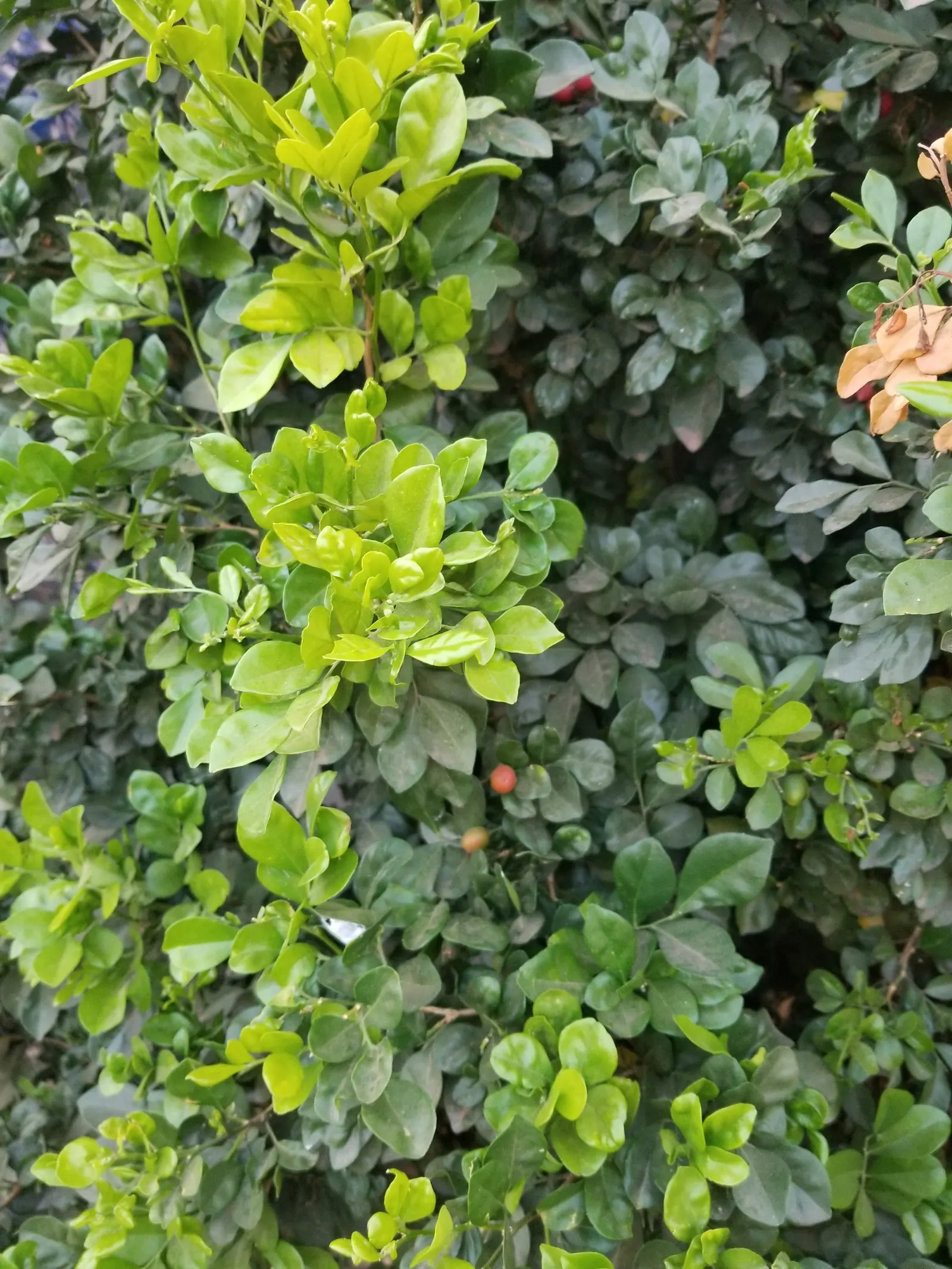 Victorian Box (Pittosporum Undulatum) — The Victorian Box acts as an excellent screen or hedge; wavy-edged leaves that measure 4 to 6 inches long