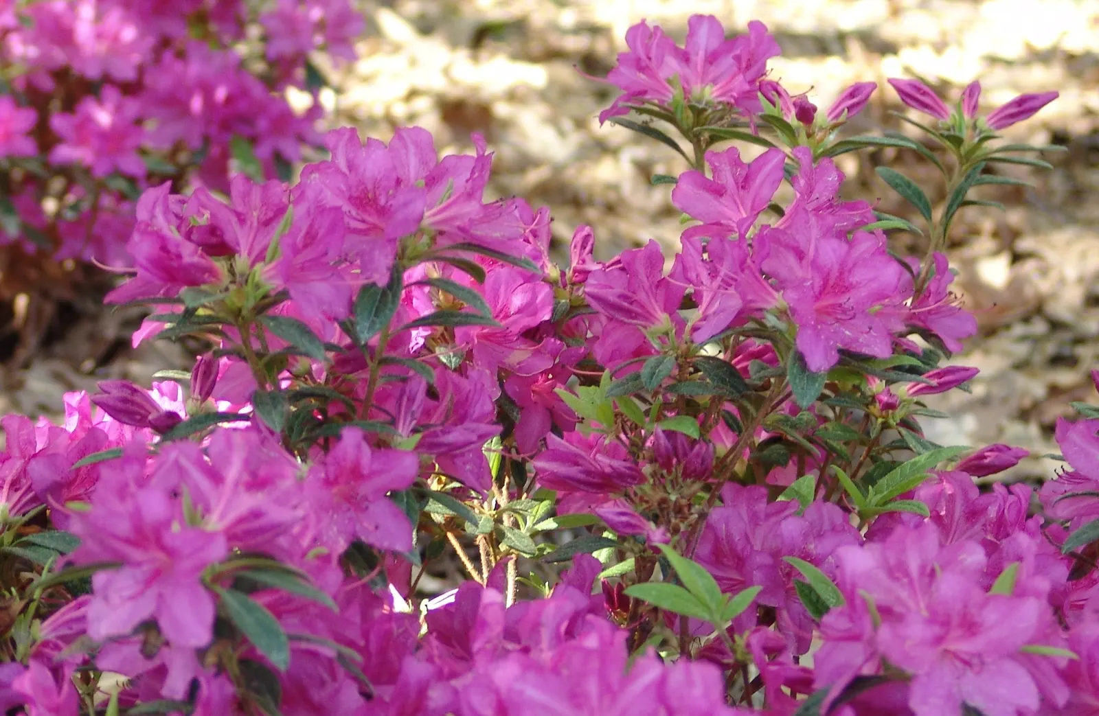 Autumn Amethyst Azalea (Azalea Encore 'Autumn Amethyst&reg;') — The Autumn Amethyst&trade; Encore&reg; Azalea (Rhododendron 'Conlee') is a versatile evergreen