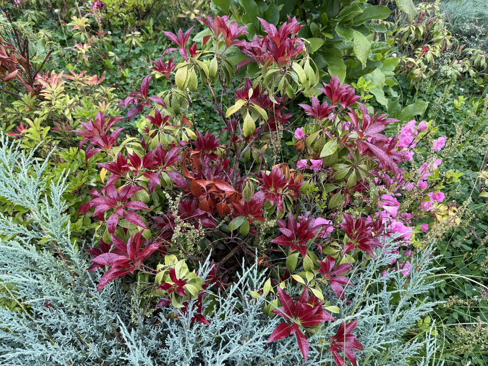 Katsura Pieris (Pieris Japonica 'Katsura') — Reaching a mature size between 9 to 12 feet tall with a spread of 6 to 8 feet